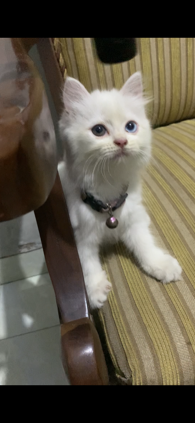 Foto laporan Kucing (HB1285)