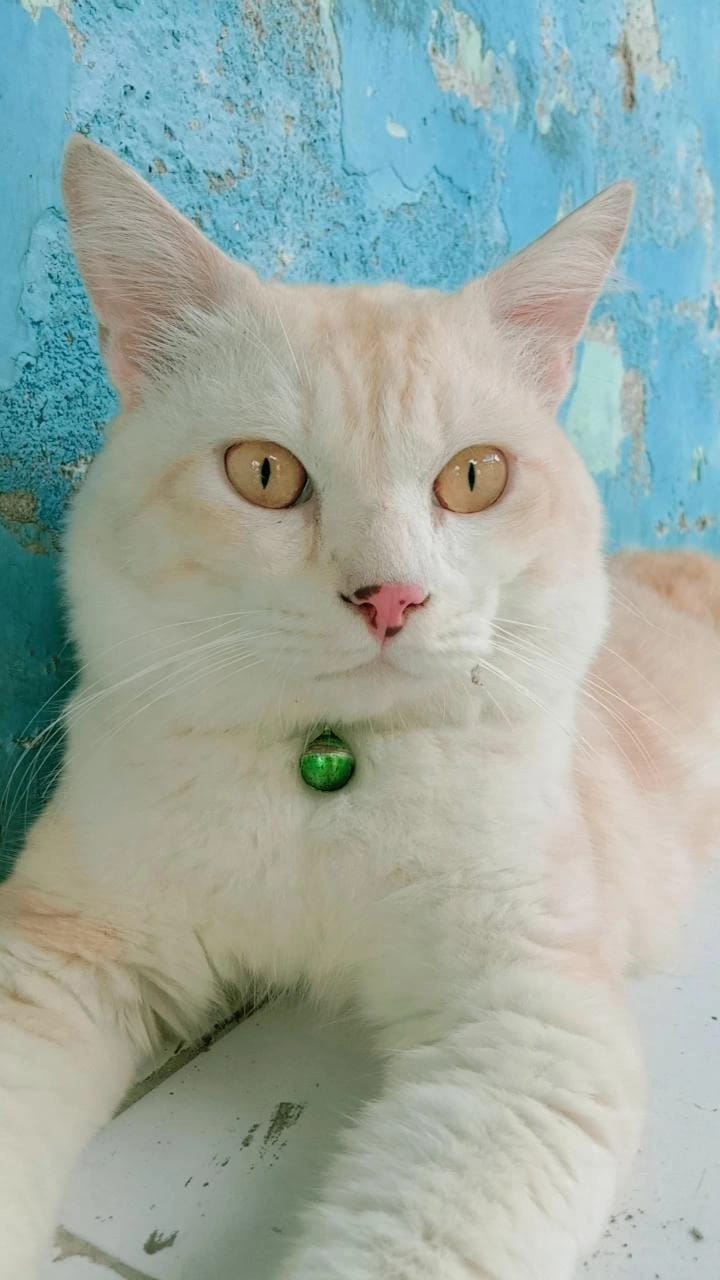 Foto laporan Hewan Kucing (HB1340)