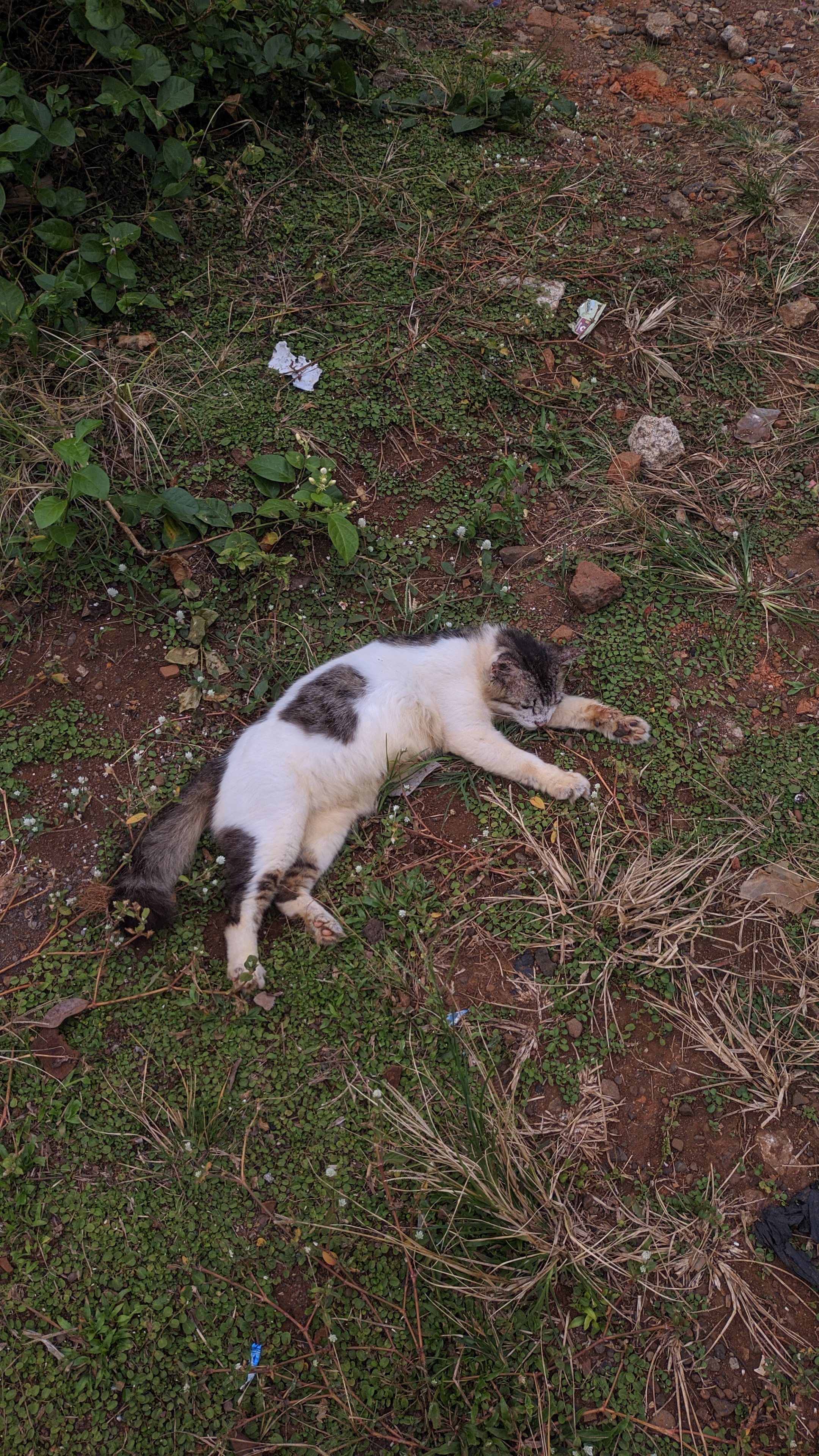 Foto laporan KUCING/ANABUL (HB1365)