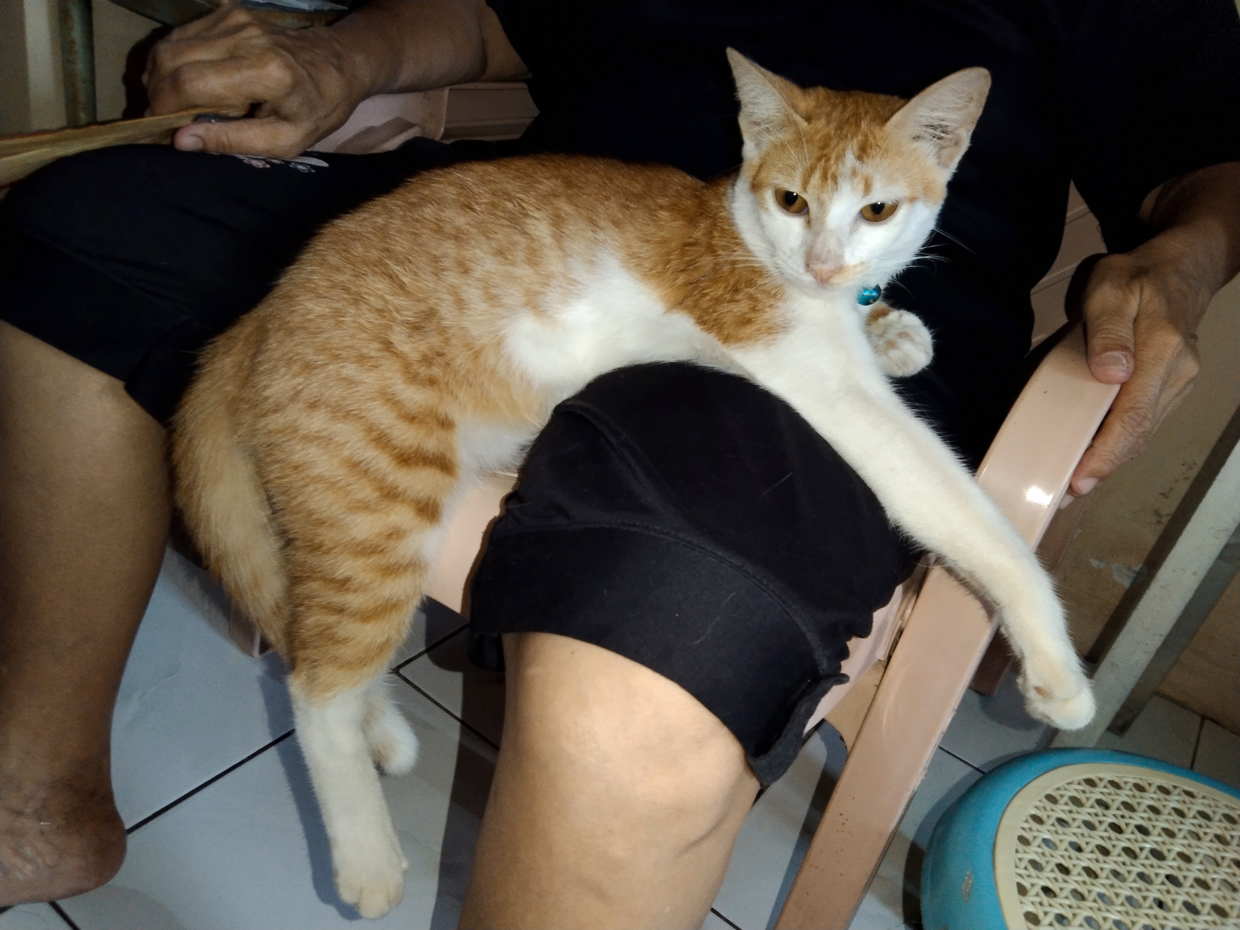 Foto laporan Kucing (HB1395)