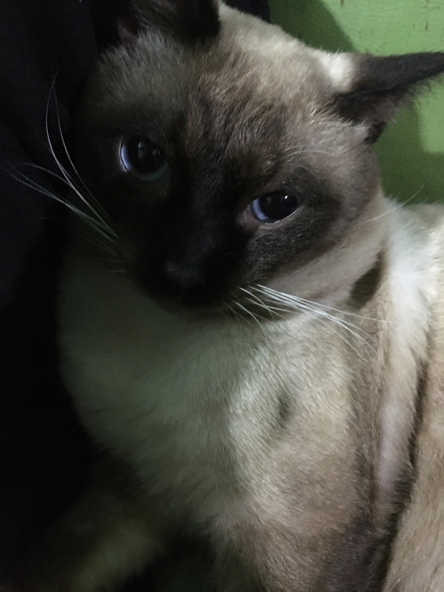 Foto laporan Kucing hilang (HB1440)