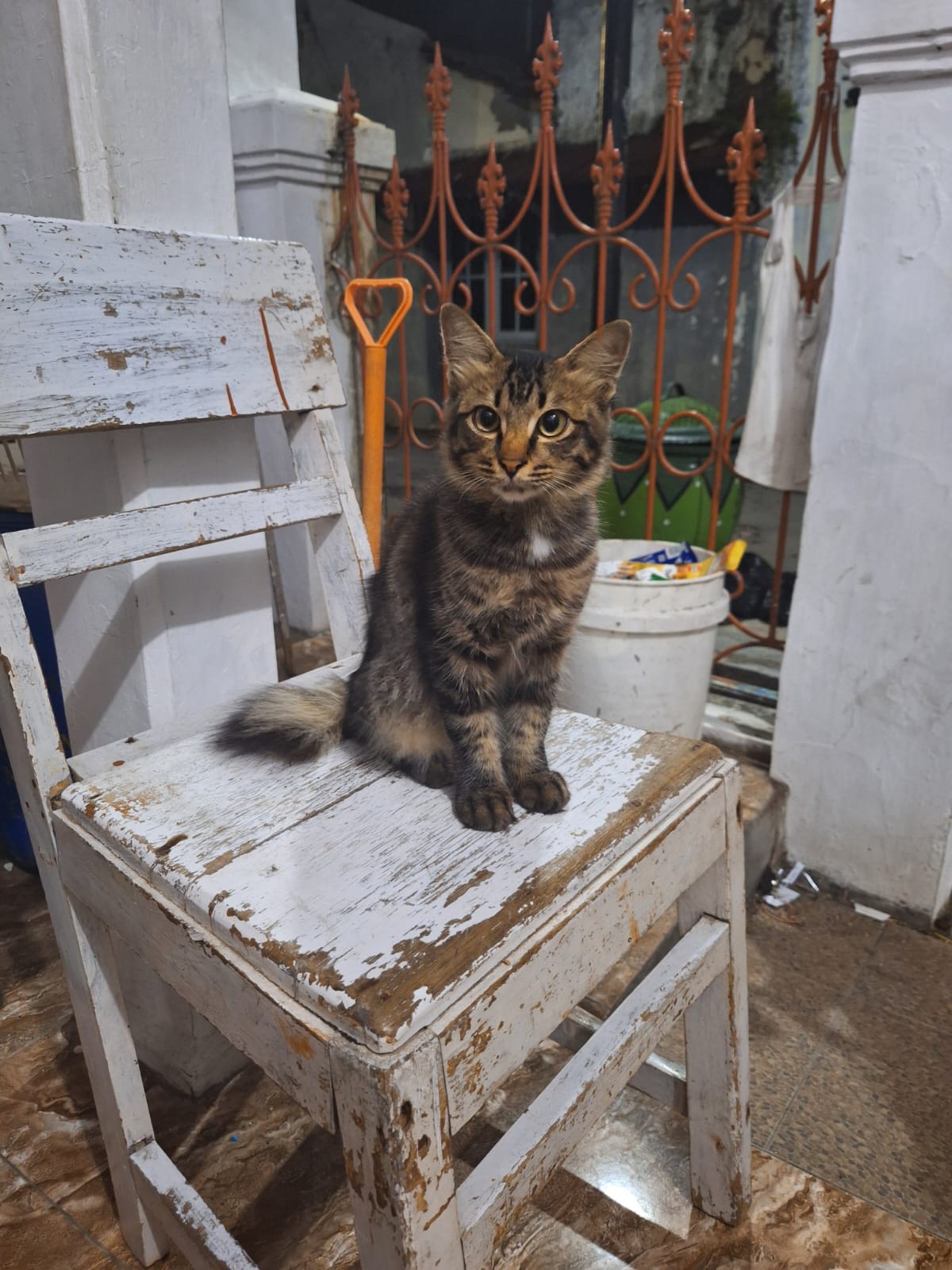 Foto laporan Kucing (HB1525)