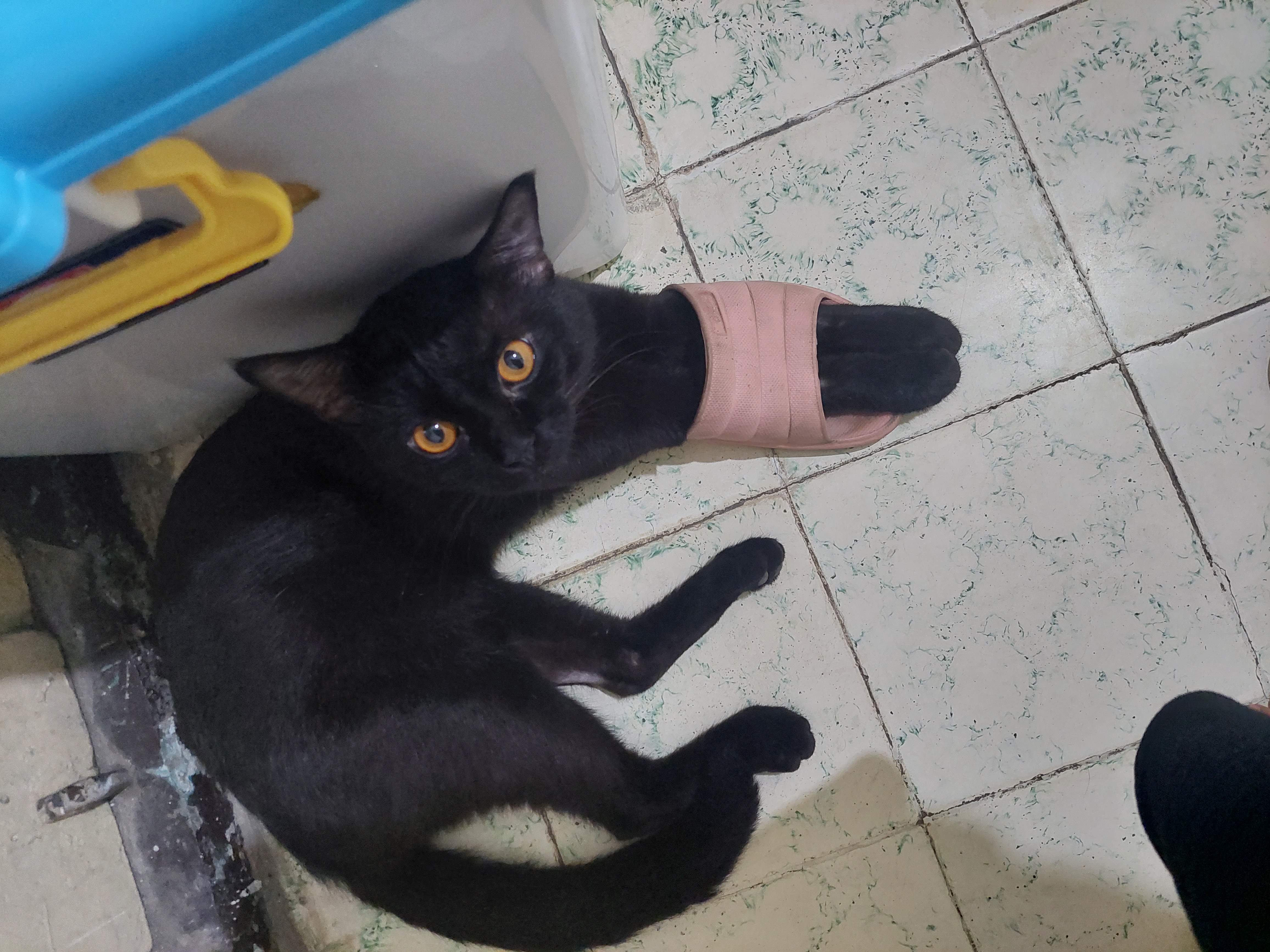 Foto laporan Kucing (HB1651)