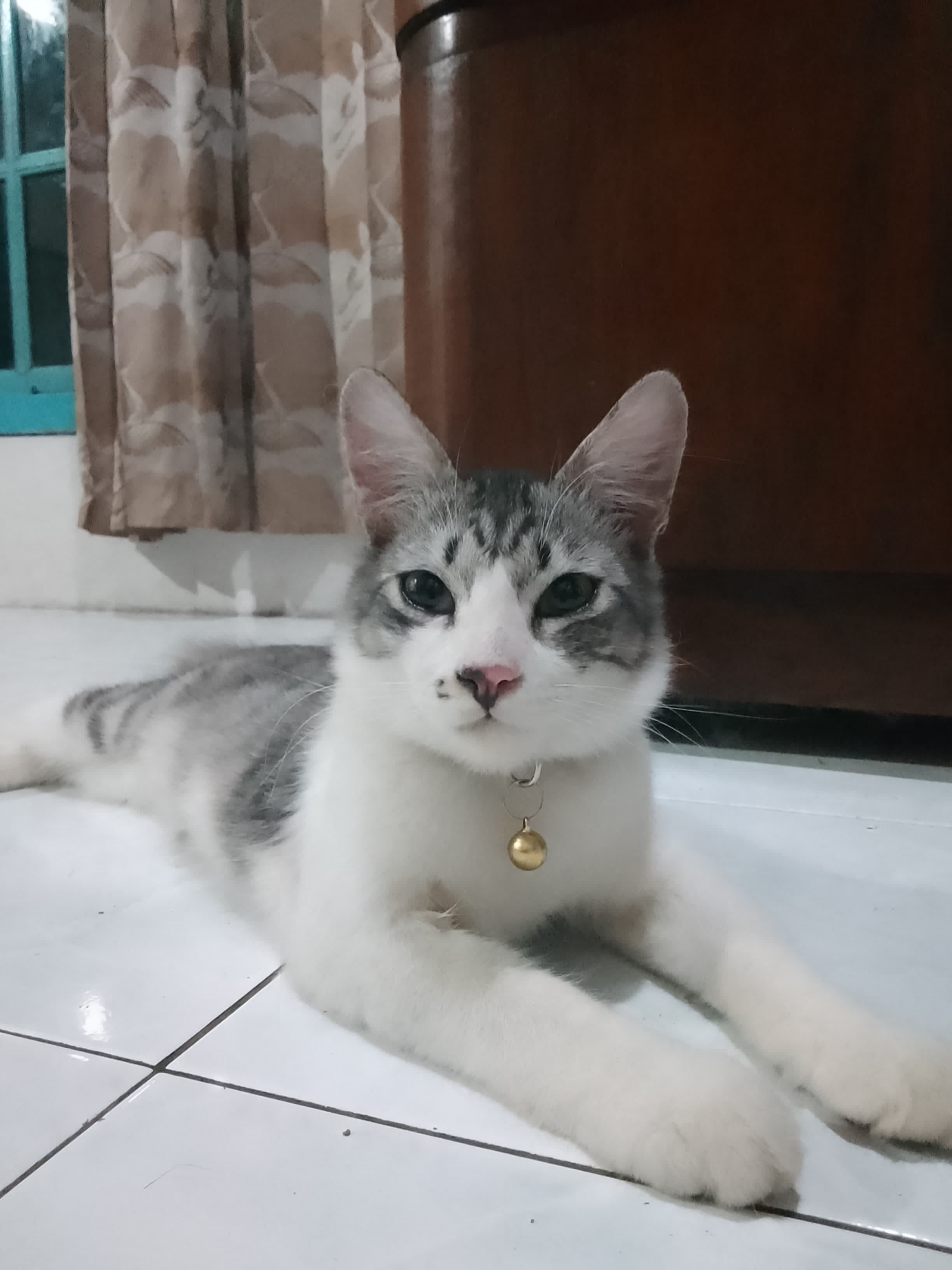 Foto laporan Kucing (HB1714)