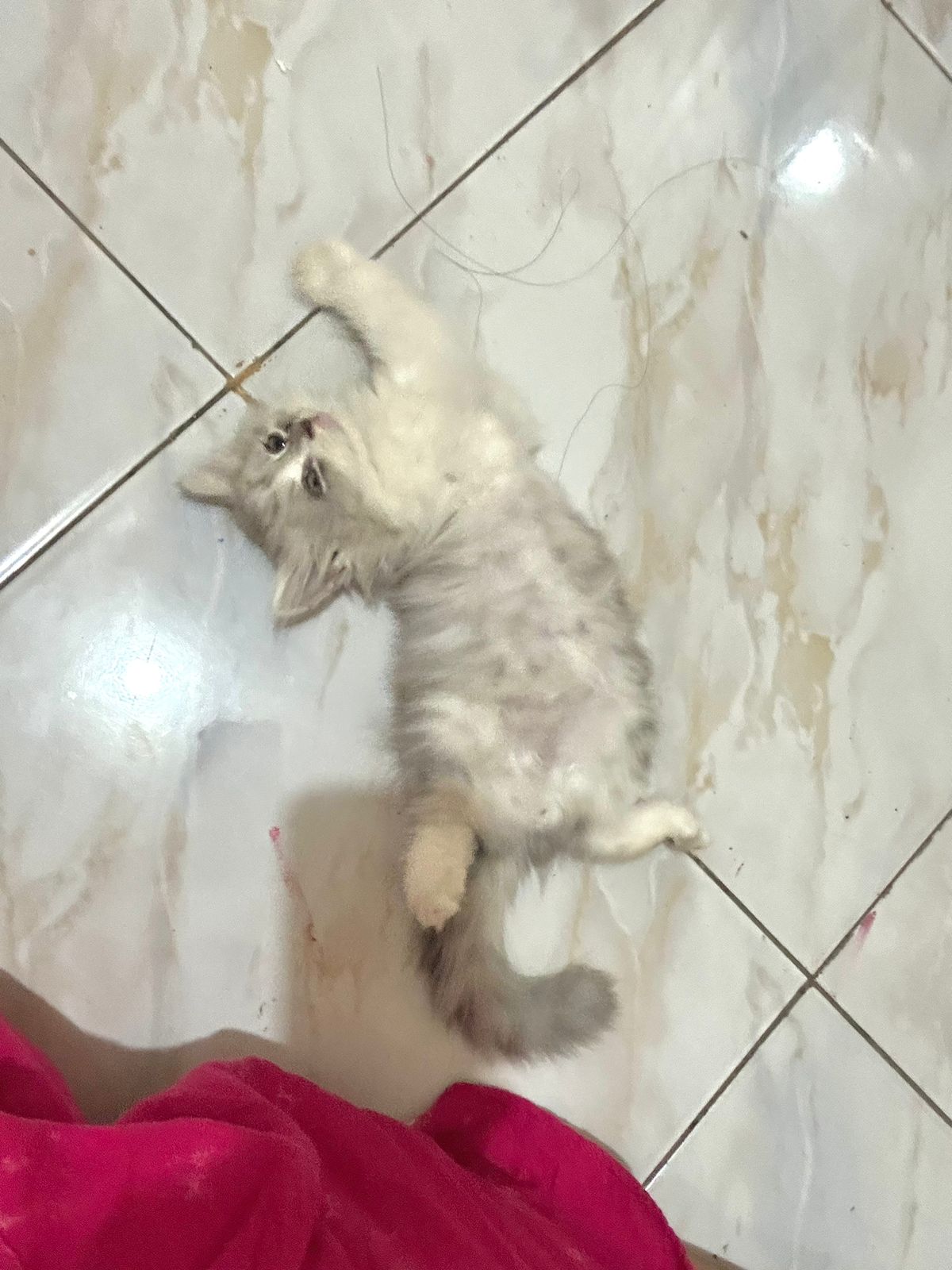 Foto laporan kucing persia (HB1716)