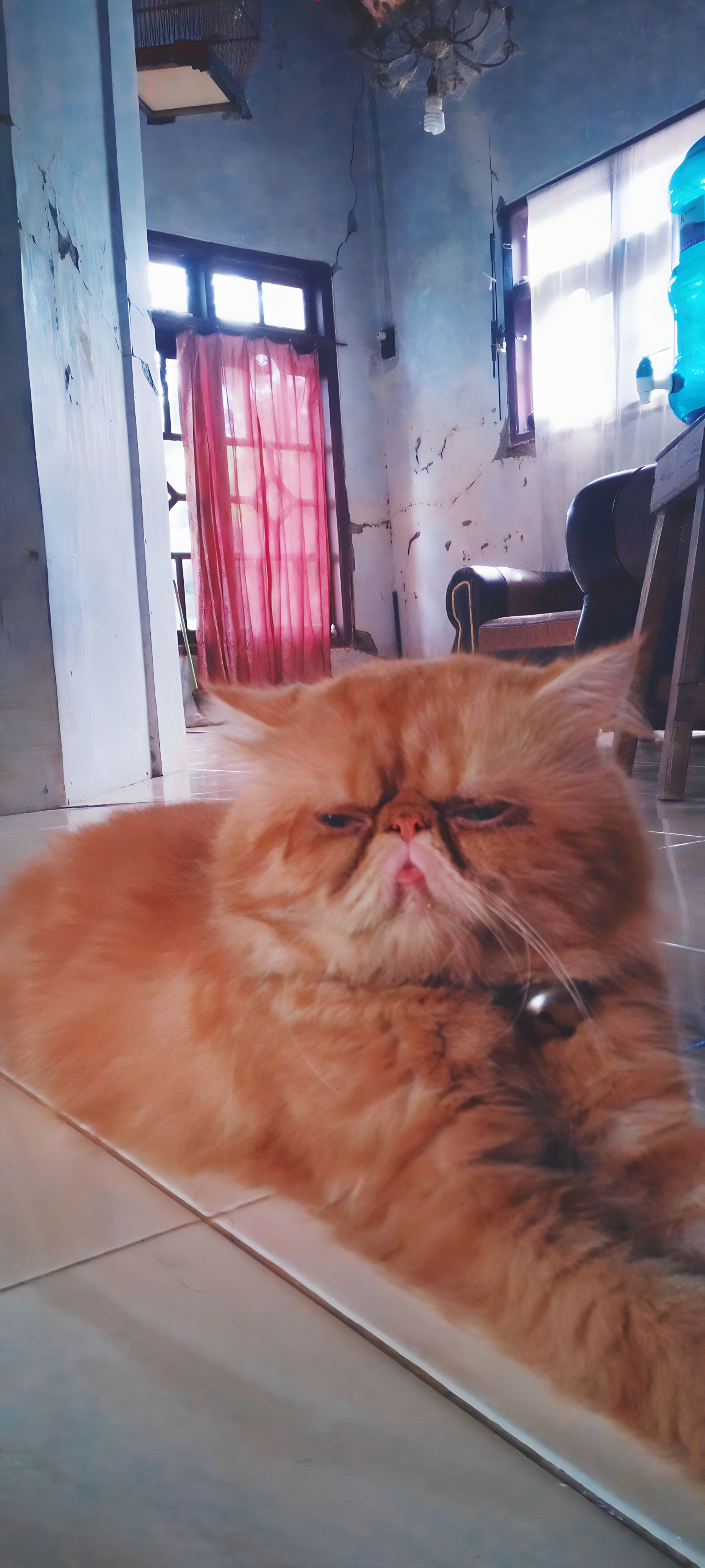 Foto laporan Kucing Persia Peaknose Ekstrem Jantan (HB1721)