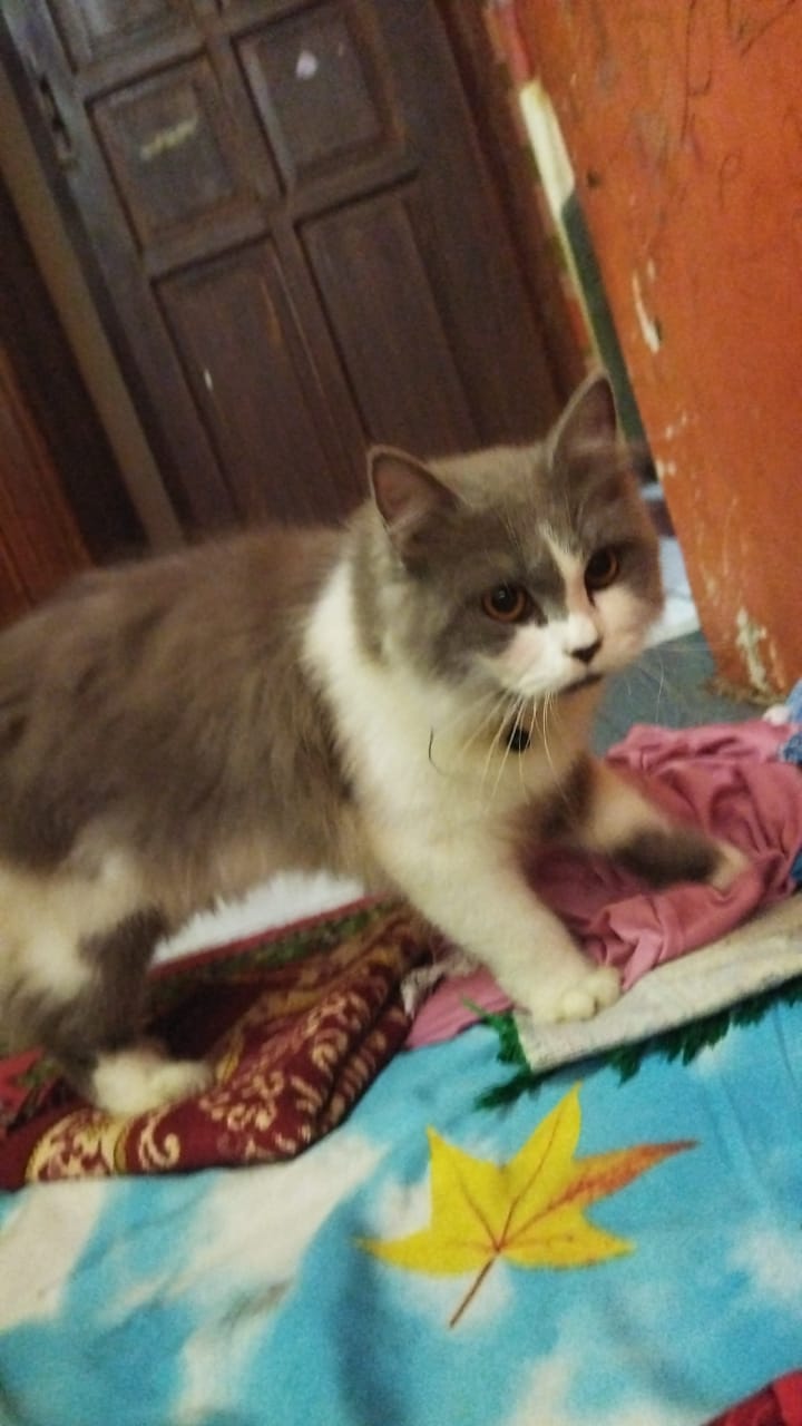 Foto laporan kucing (HB1747)