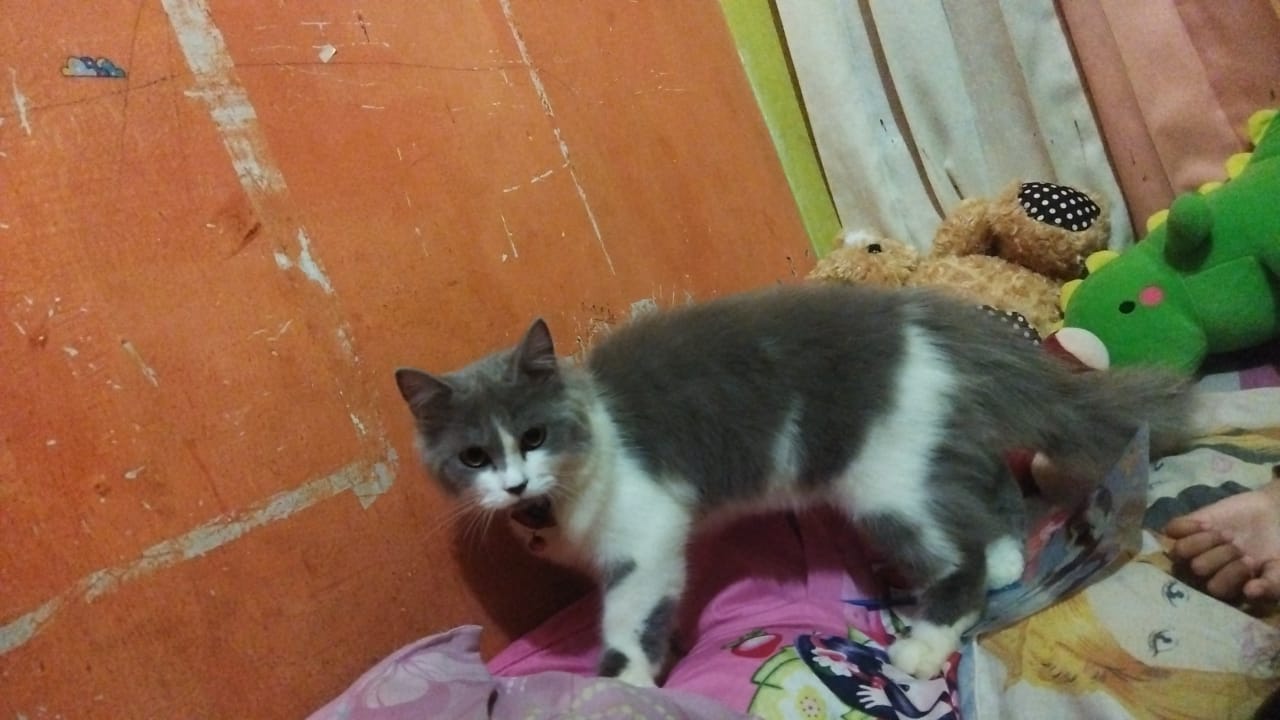 Foto laporan kucing blasteran persmed dan Himalaya jantan 8bln (HB1751)
