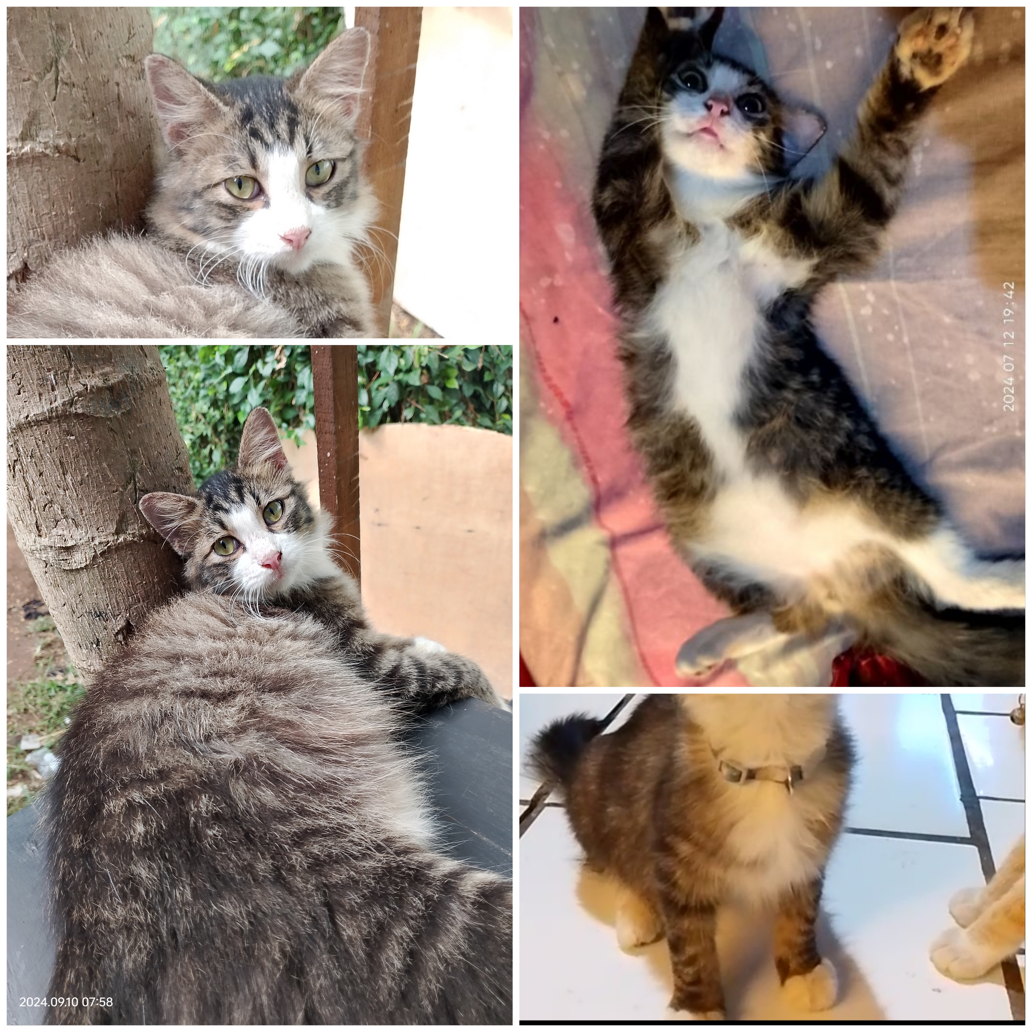 Foto laporan Hewan ( kucing ) (HB1753)