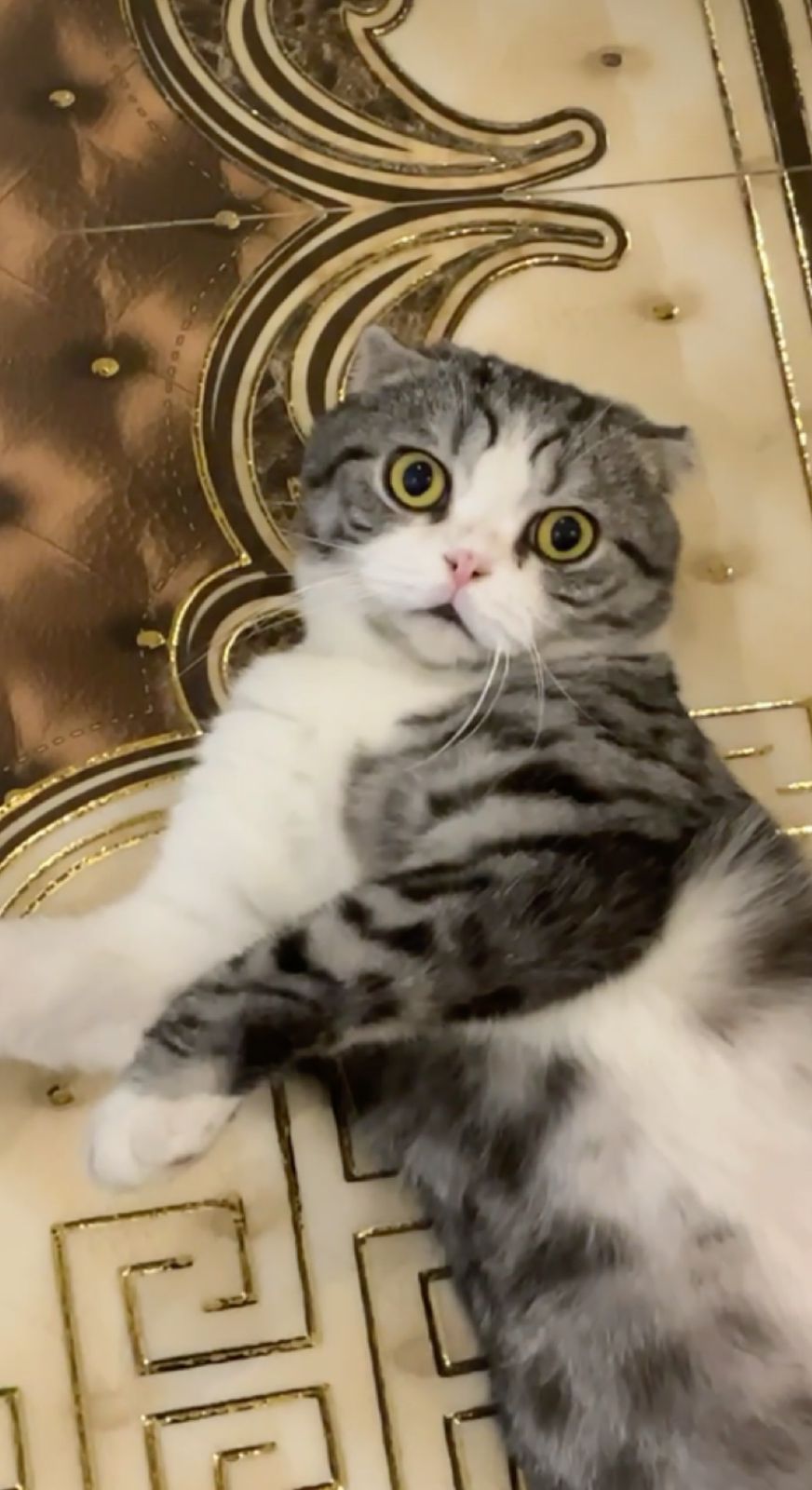 Foto laporan Kucing peliharaan (HB1759)