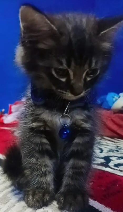 Foto laporan Kucing Persia (HB1800)