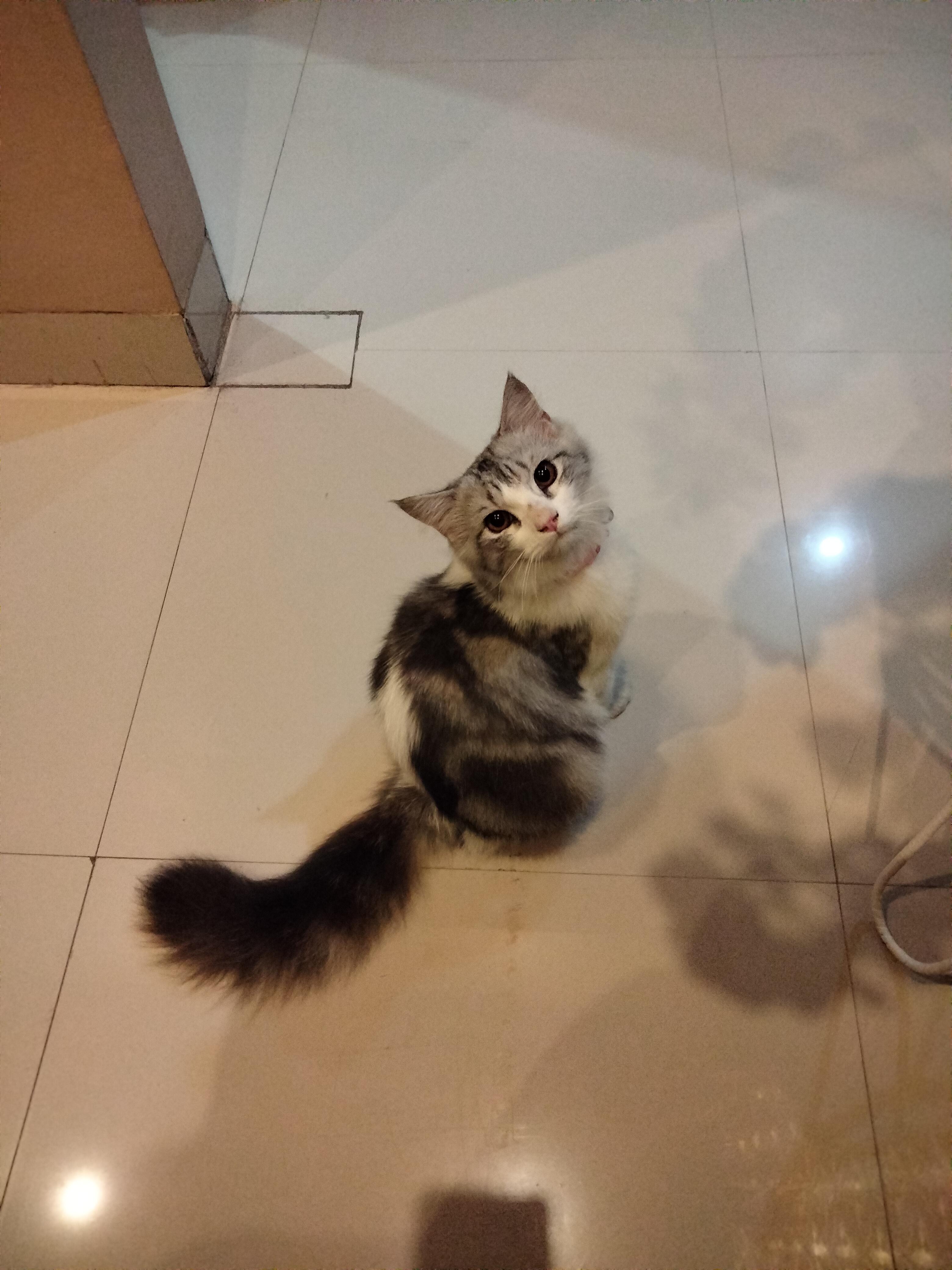 Foto laporan Kucing jantan warna putih hitam (HB1812)