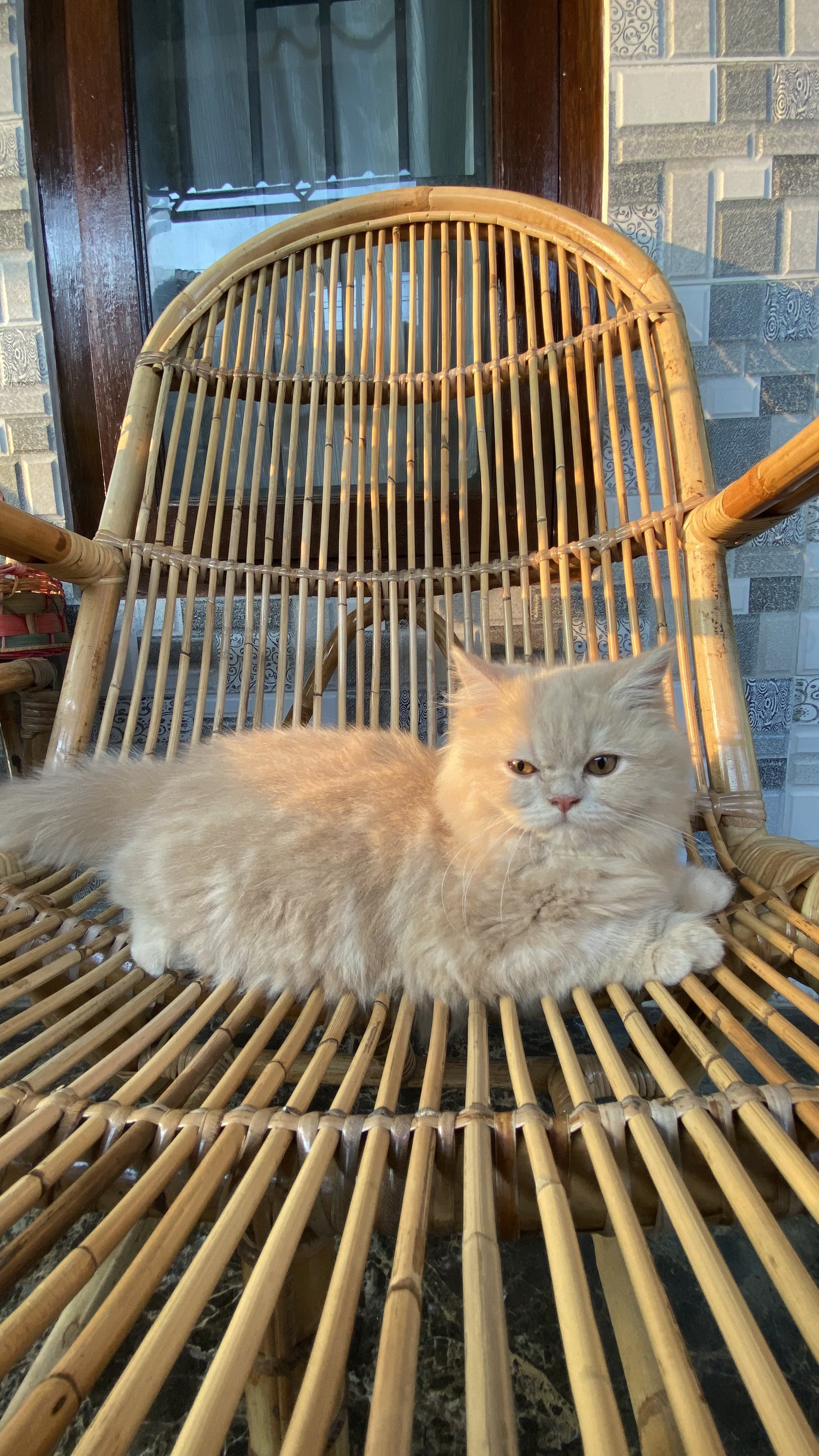 Foto laporan Kucing jenis marble (HB1816)