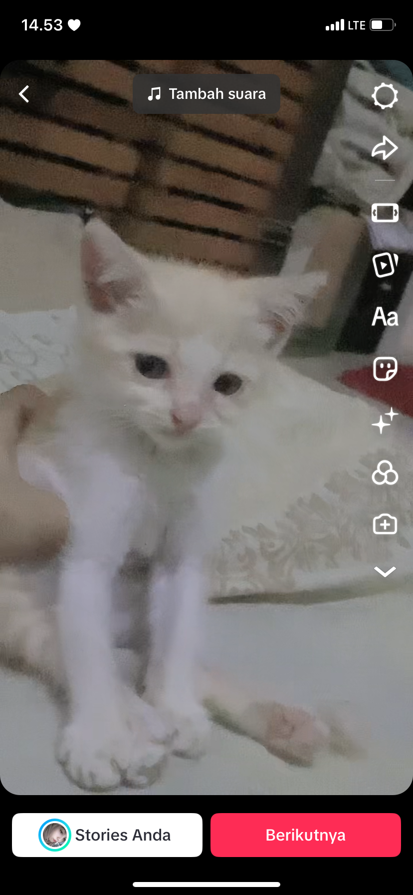 Foto laporan kucing (HB1852)