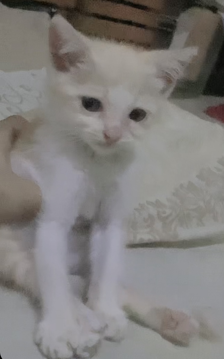 Foto laporan kucing/kitten (HB1853)