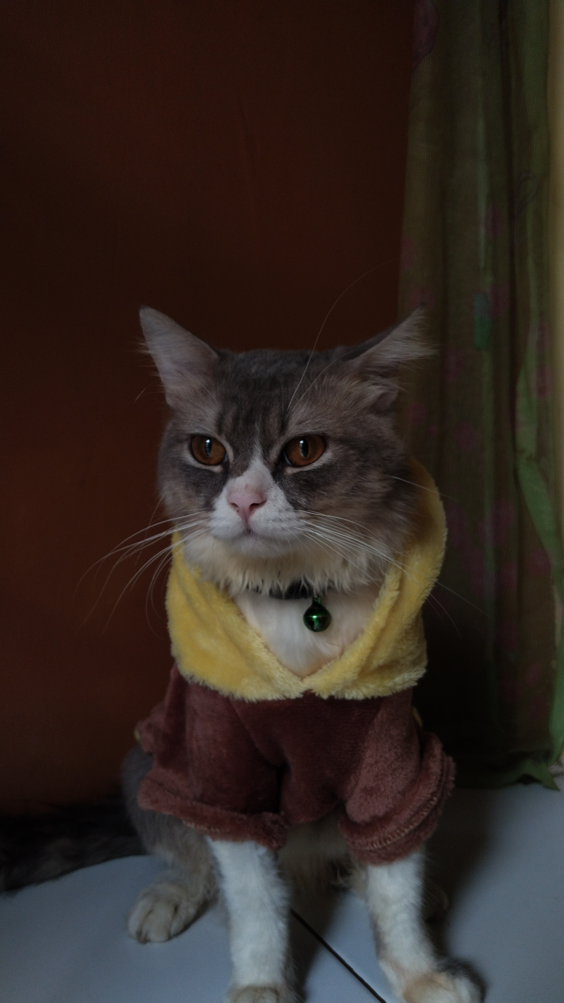 Foto laporan Kucing hilang (HB1894)