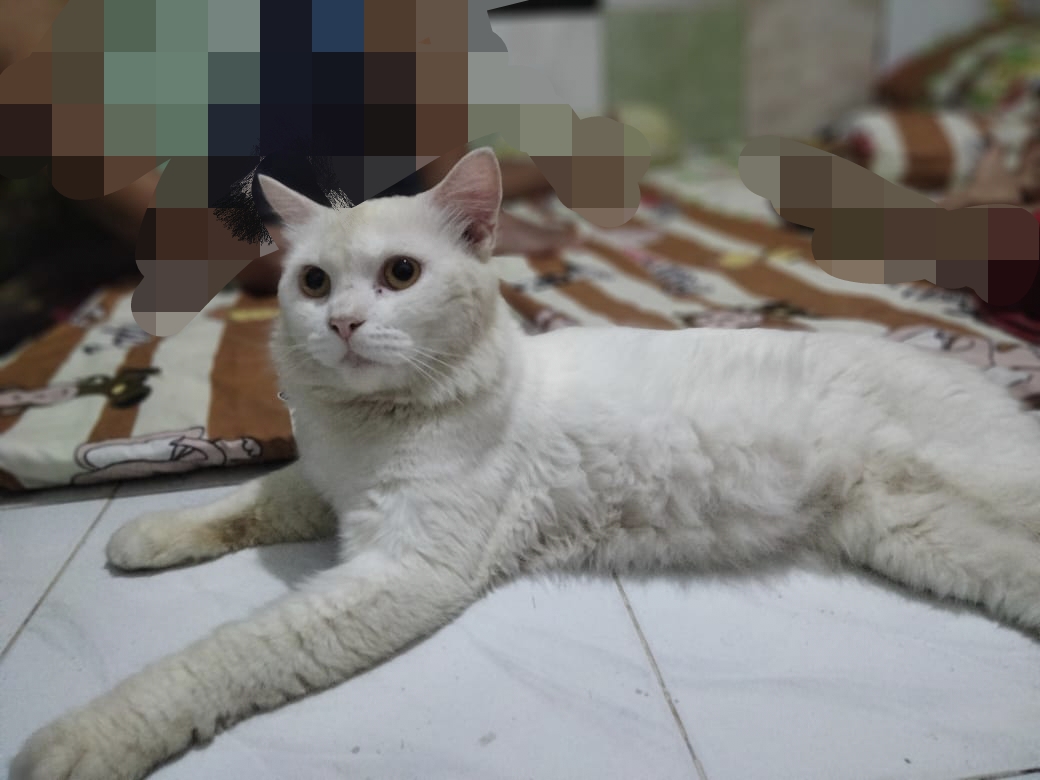 Foto laporan Kucing (HB1909)