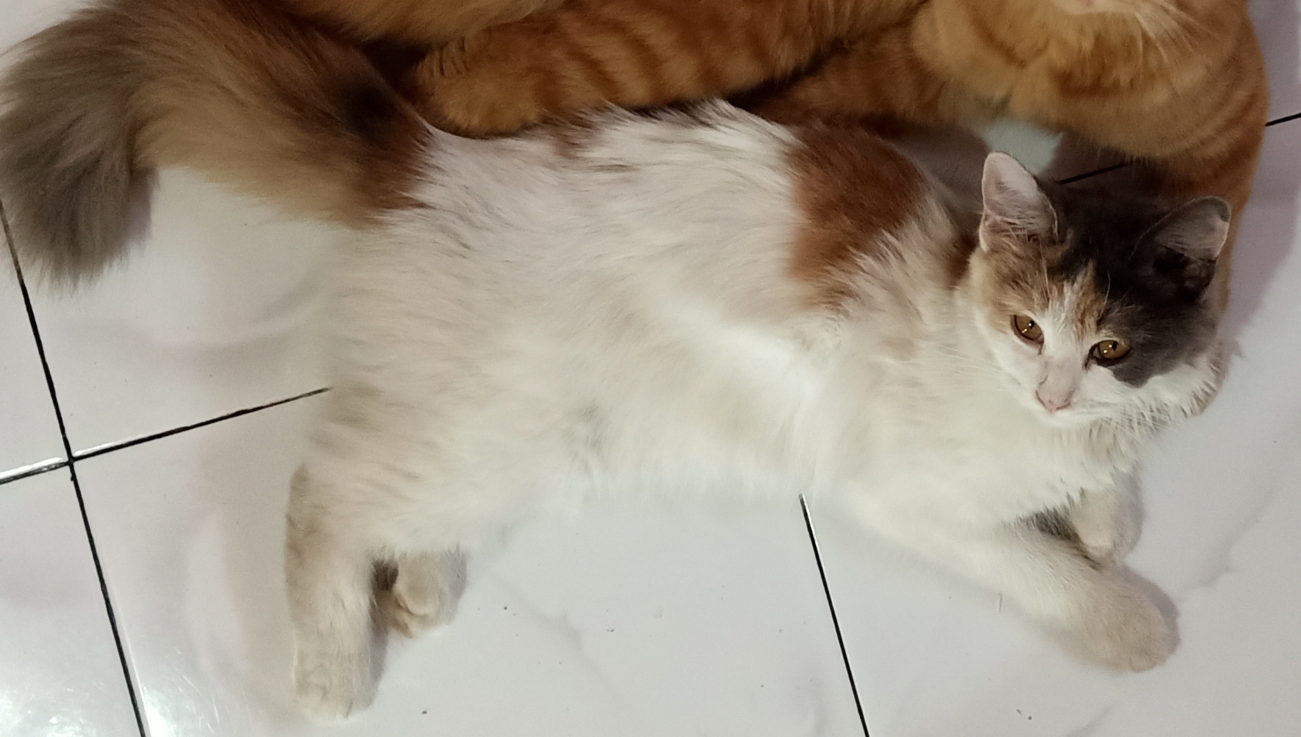 Foto laporan Kucing betina telon (HB1938)