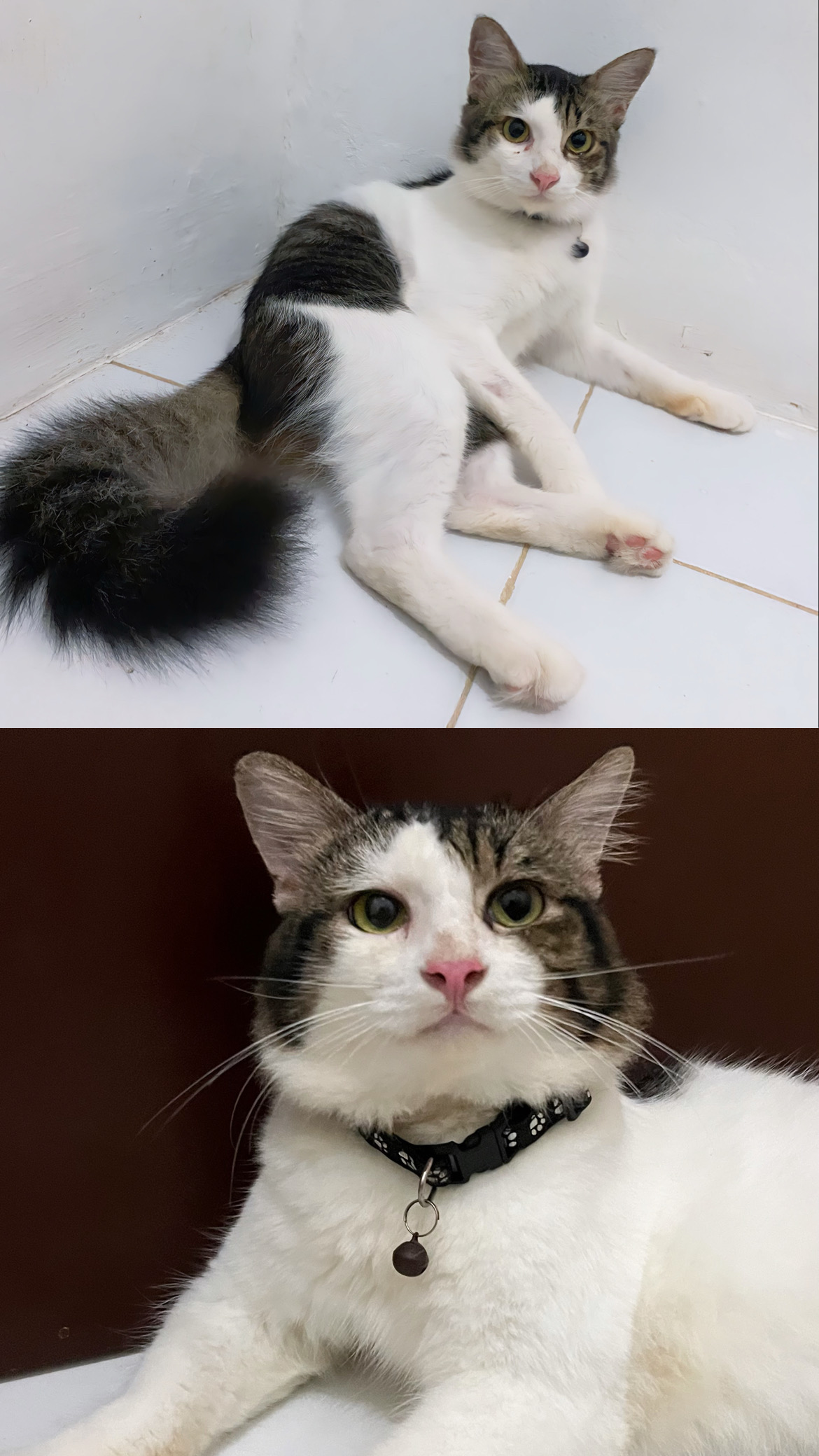 Foto laporan Kucing (HB1960)