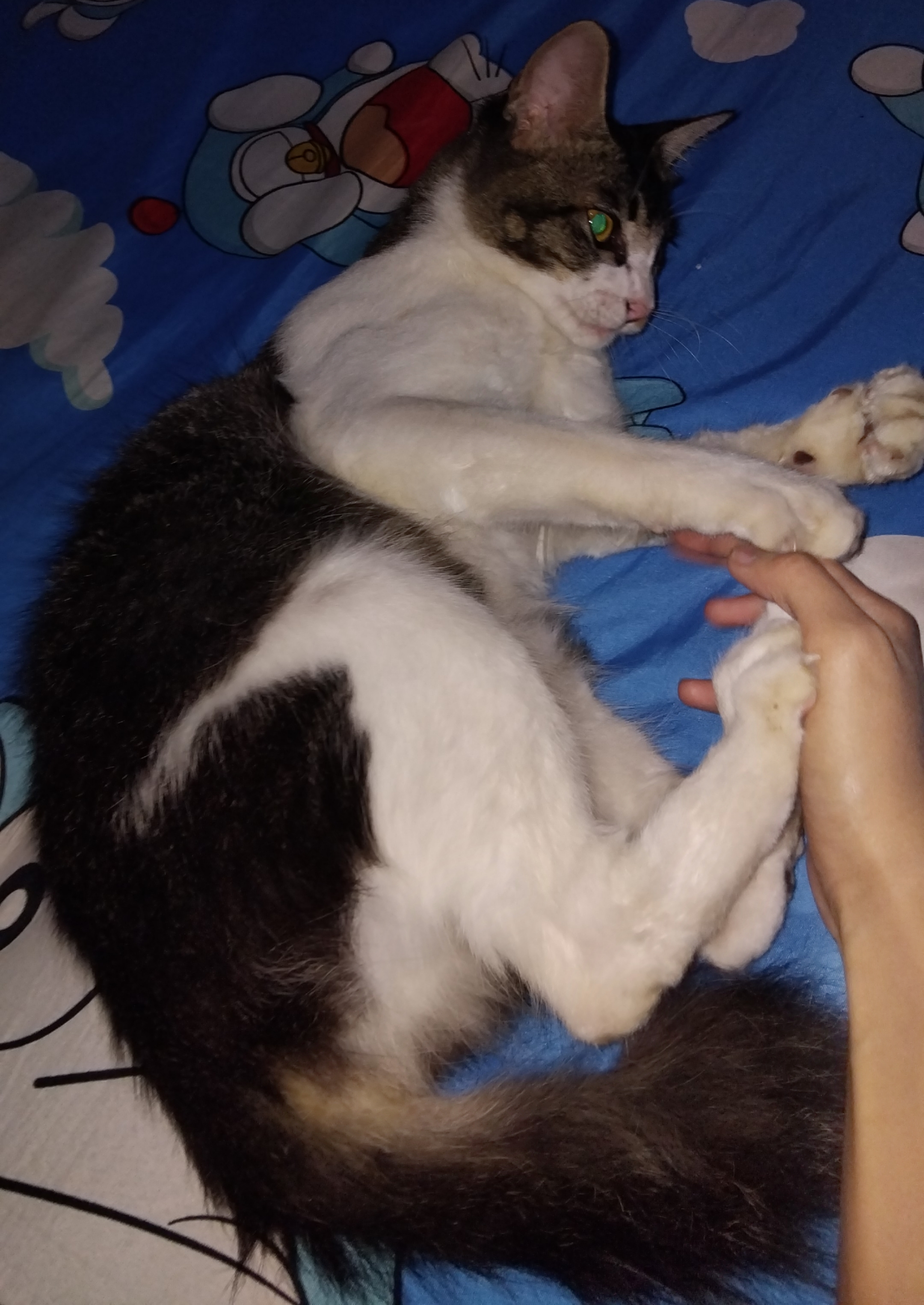 Foto laporan kucing (HB2008)