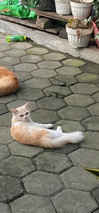 Foto laporan Kucing (HB2017)