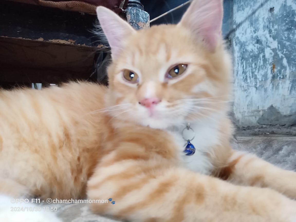 Foto laporan Kucing (HB2092)