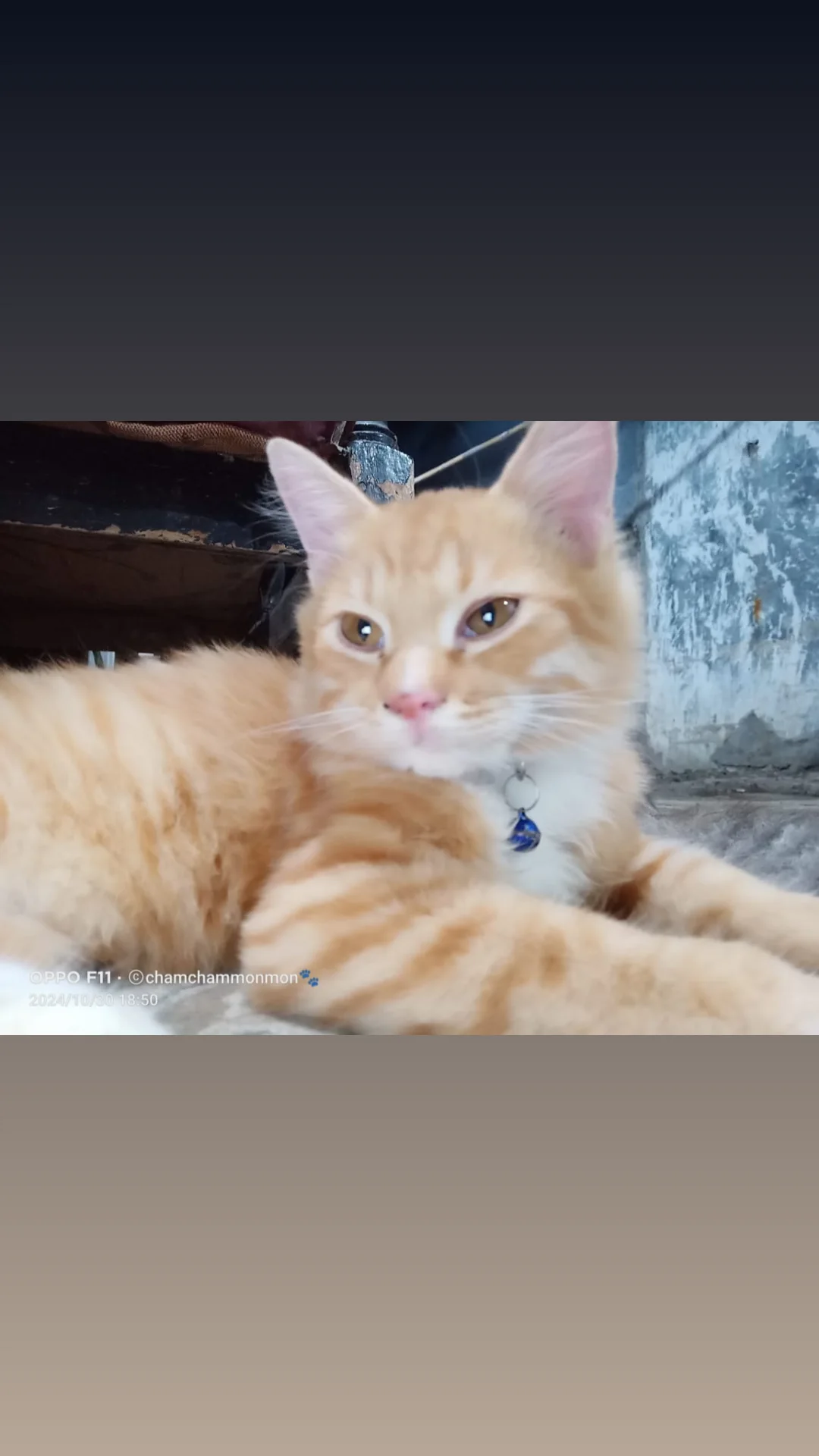 Foto laporan Kucing (HB2095)