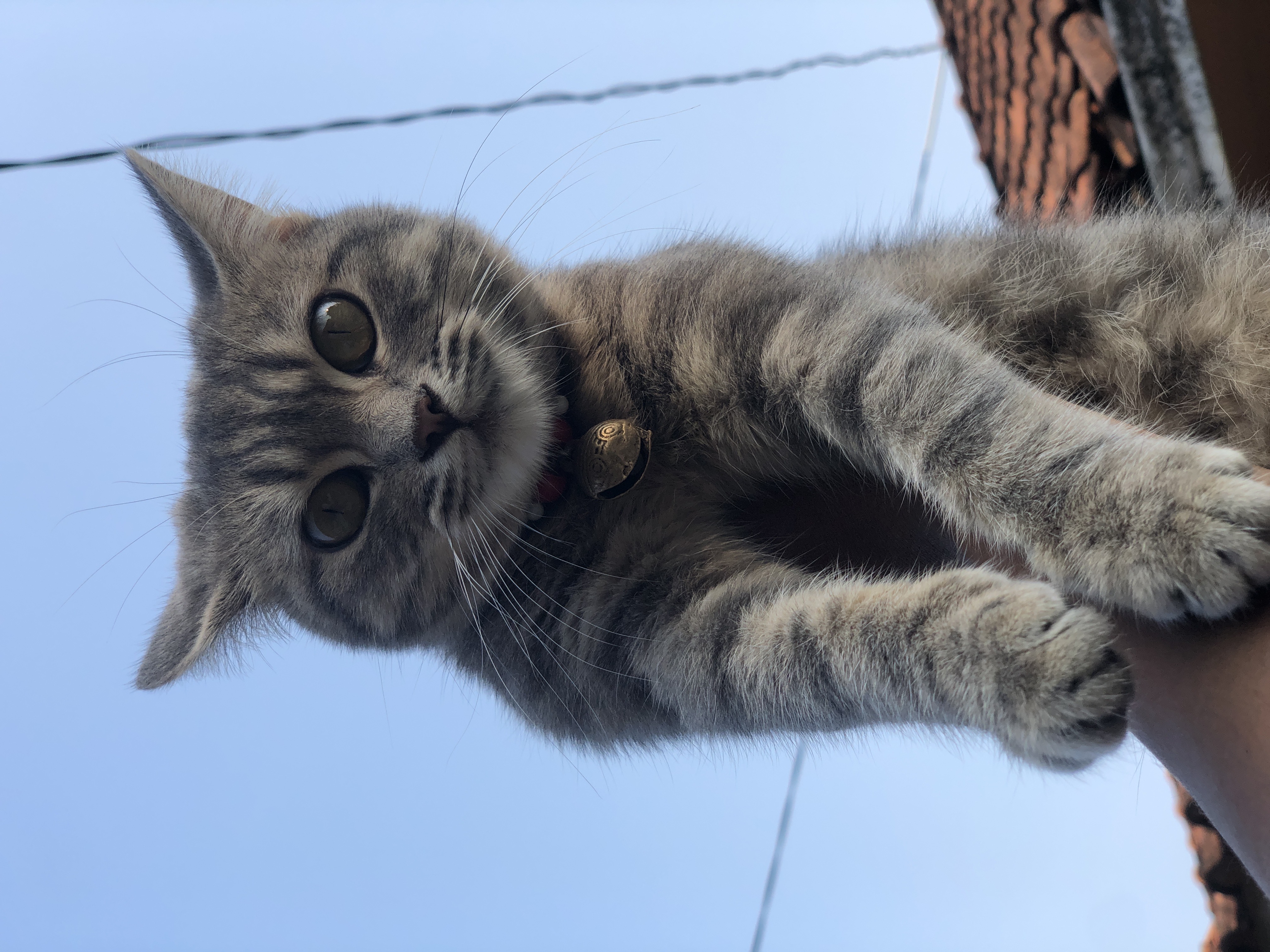 Foto laporan kucing abu abu (HB2222)