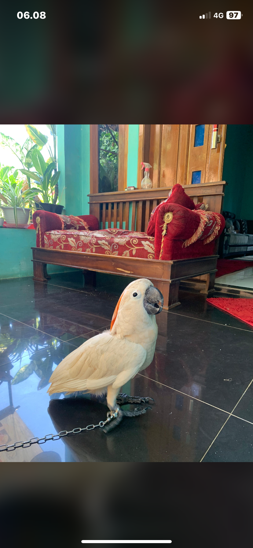 Foto laporan burung kaka tua (HB2223)