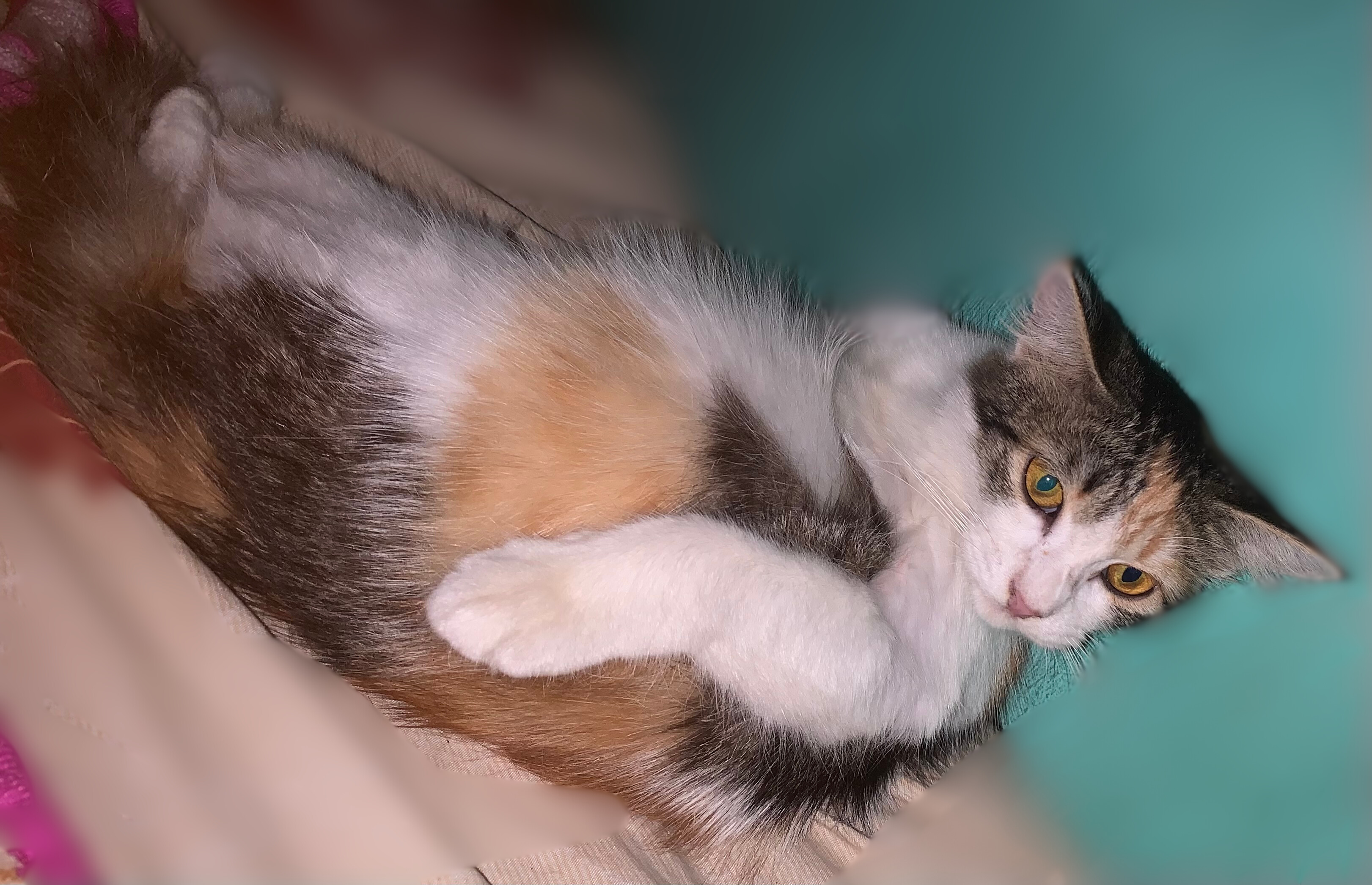 Foto laporan Kucing Telon Gemuk Mix Bulu Lebat (HB2275)
