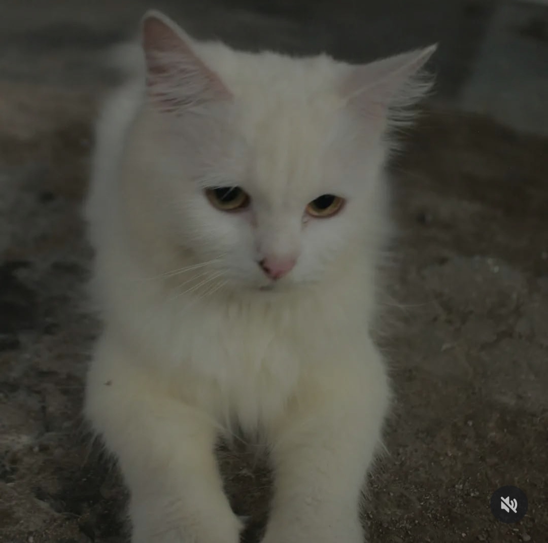 Foto laporan Kucing anggora (HB2388)