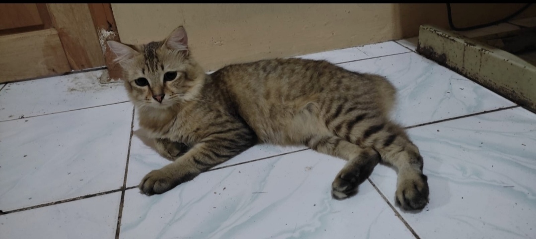Foto laporan Kucing Mujair (HB2405)