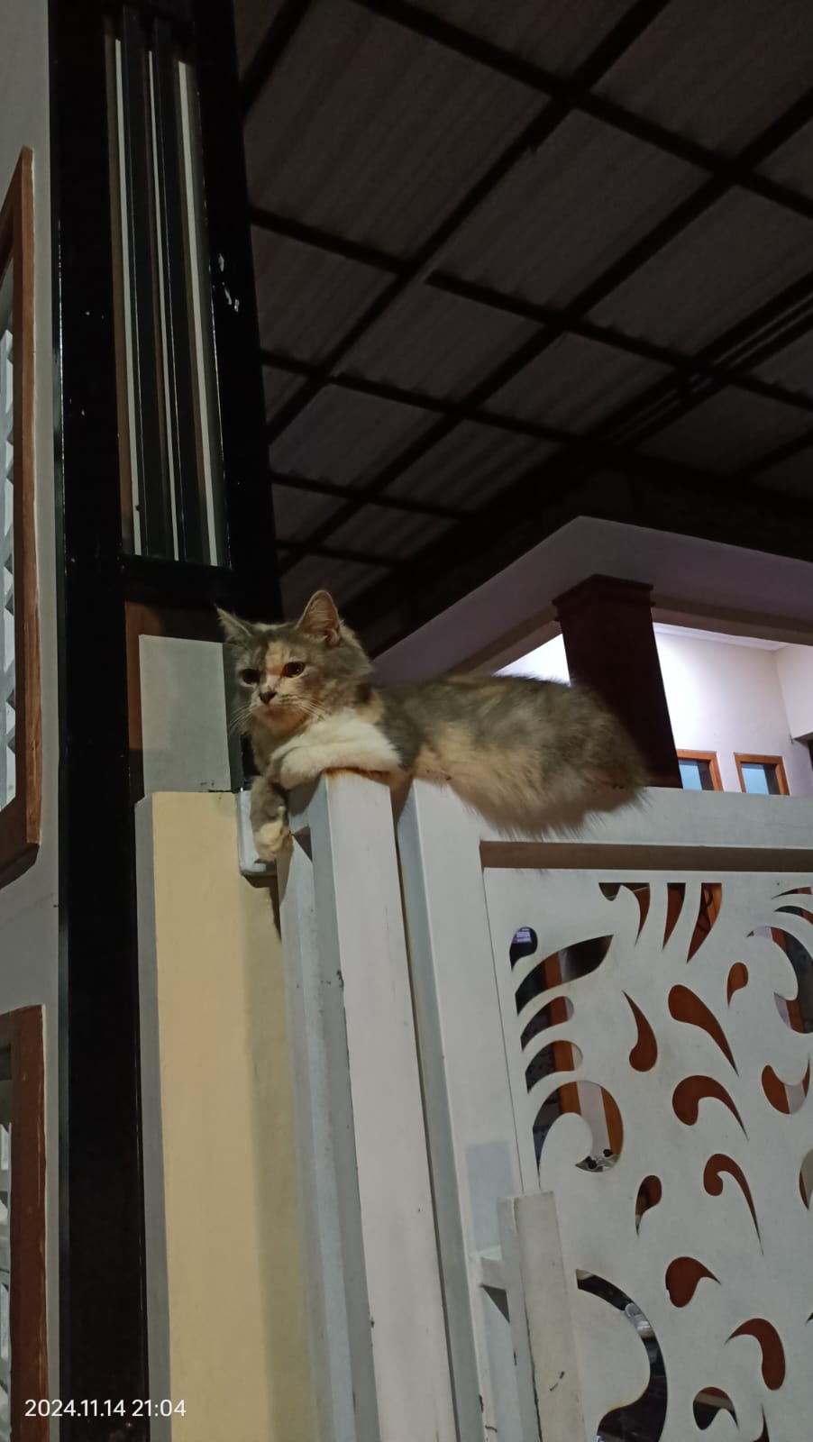 Foto laporan Kucing hilang (HB2418)