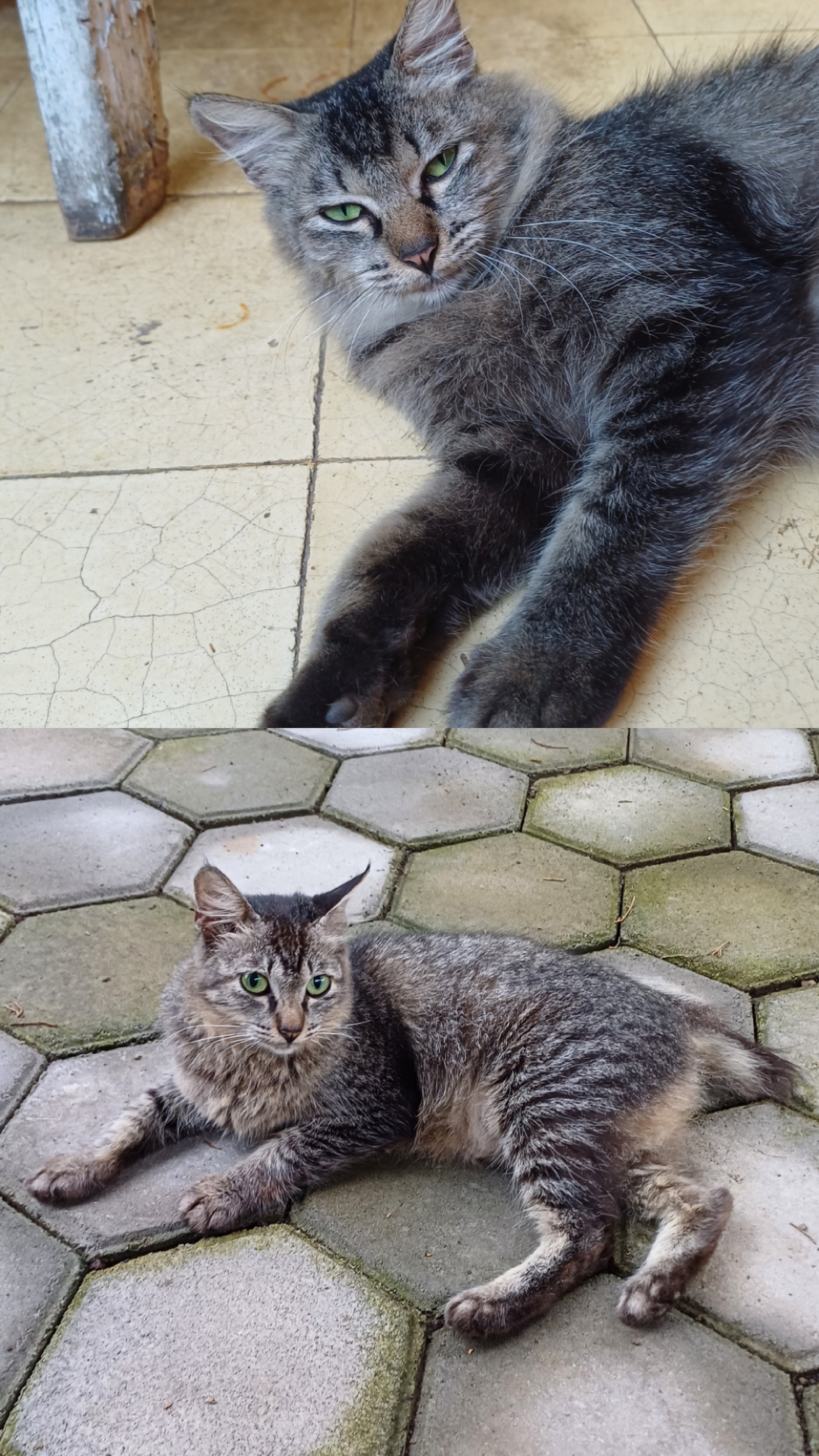 Foto laporan Kucing (HB2450)