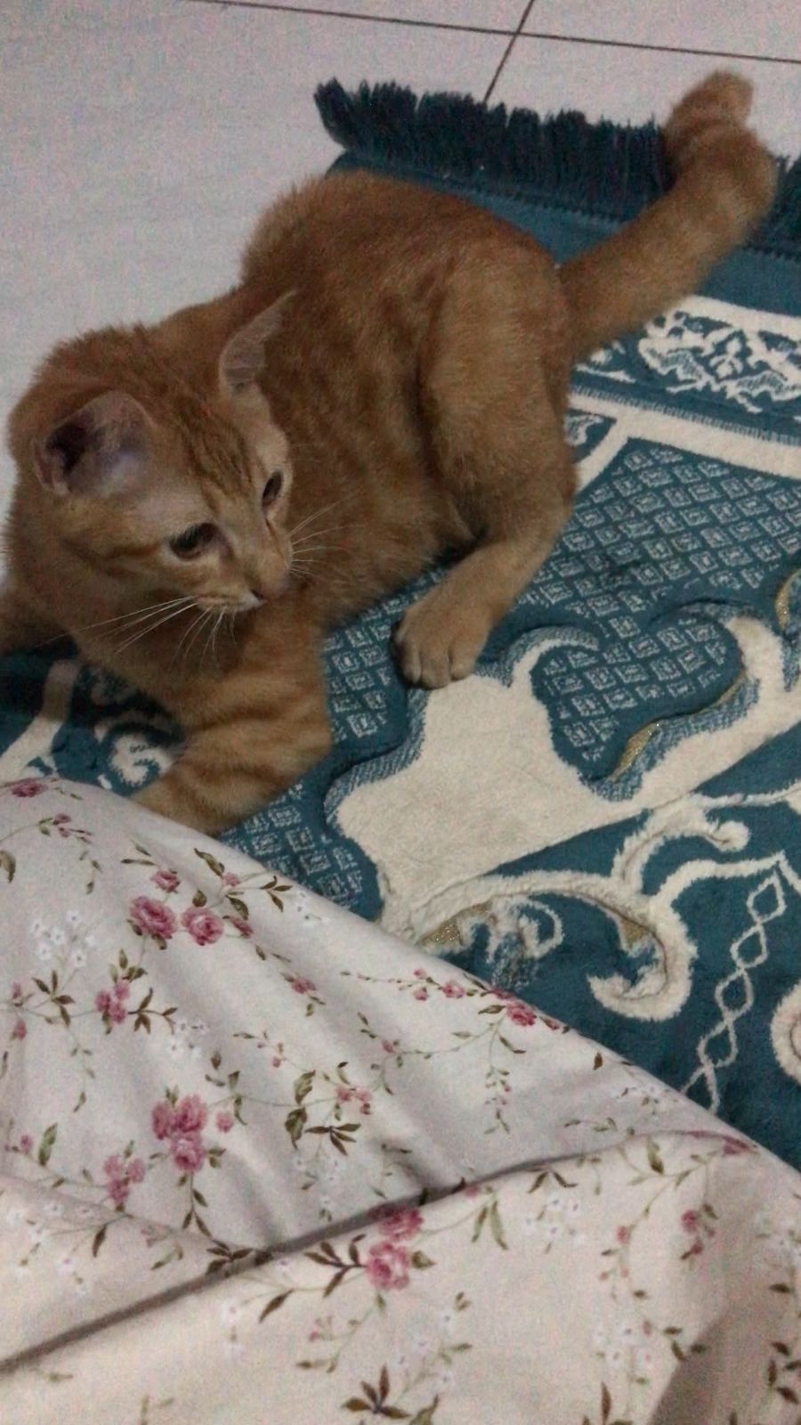 Foto laporan kucing (HB2706)