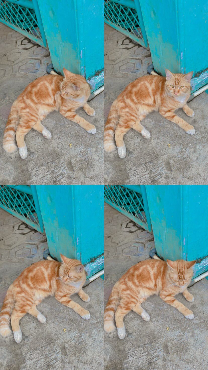 Foto laporan Kehilangan hewan kucing (HB2710)