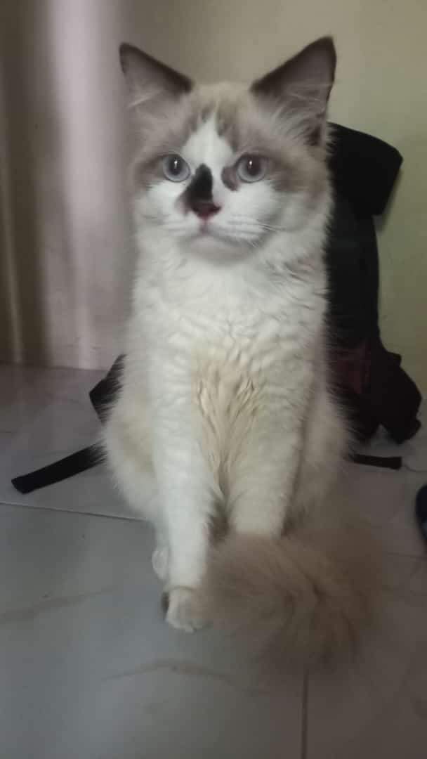 Foto laporan Kucing (HB2827)