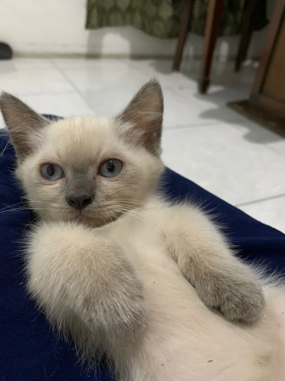 Foto laporan Kucing (HB2837)