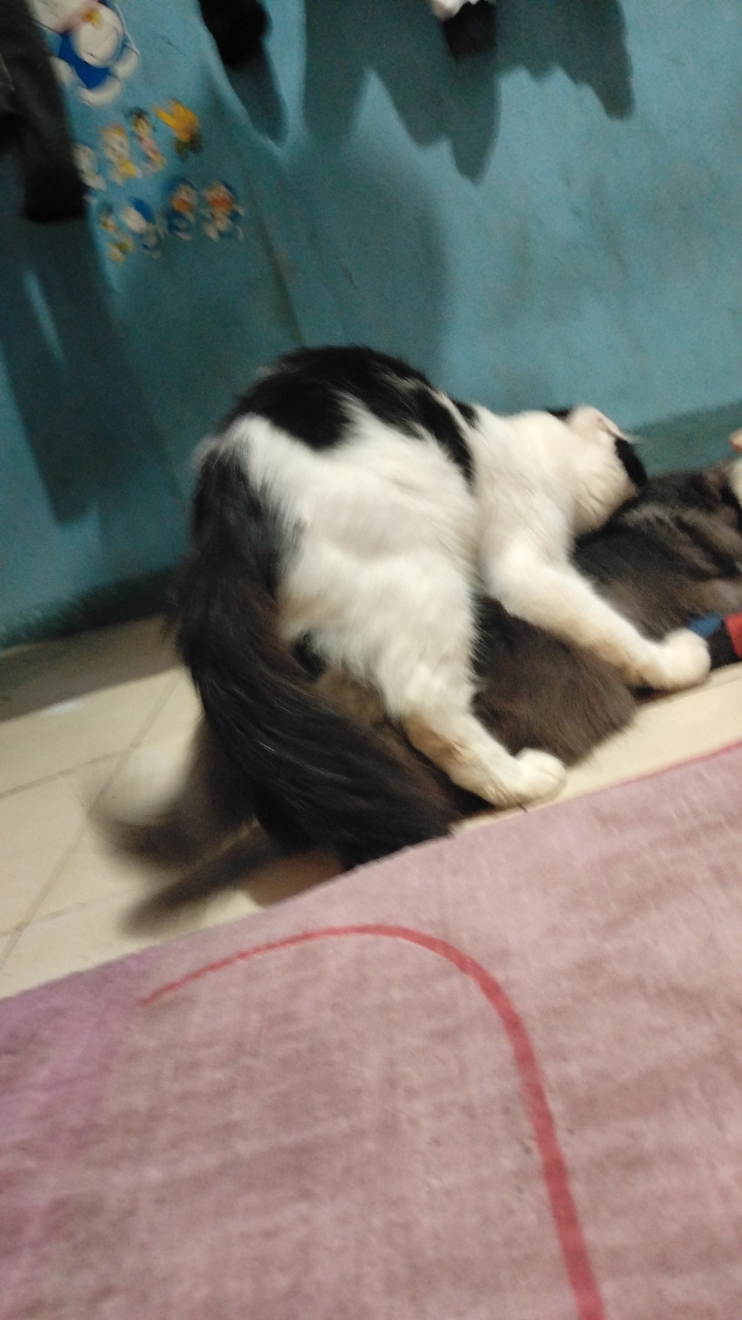 Foto laporan Kucing (HB2865)