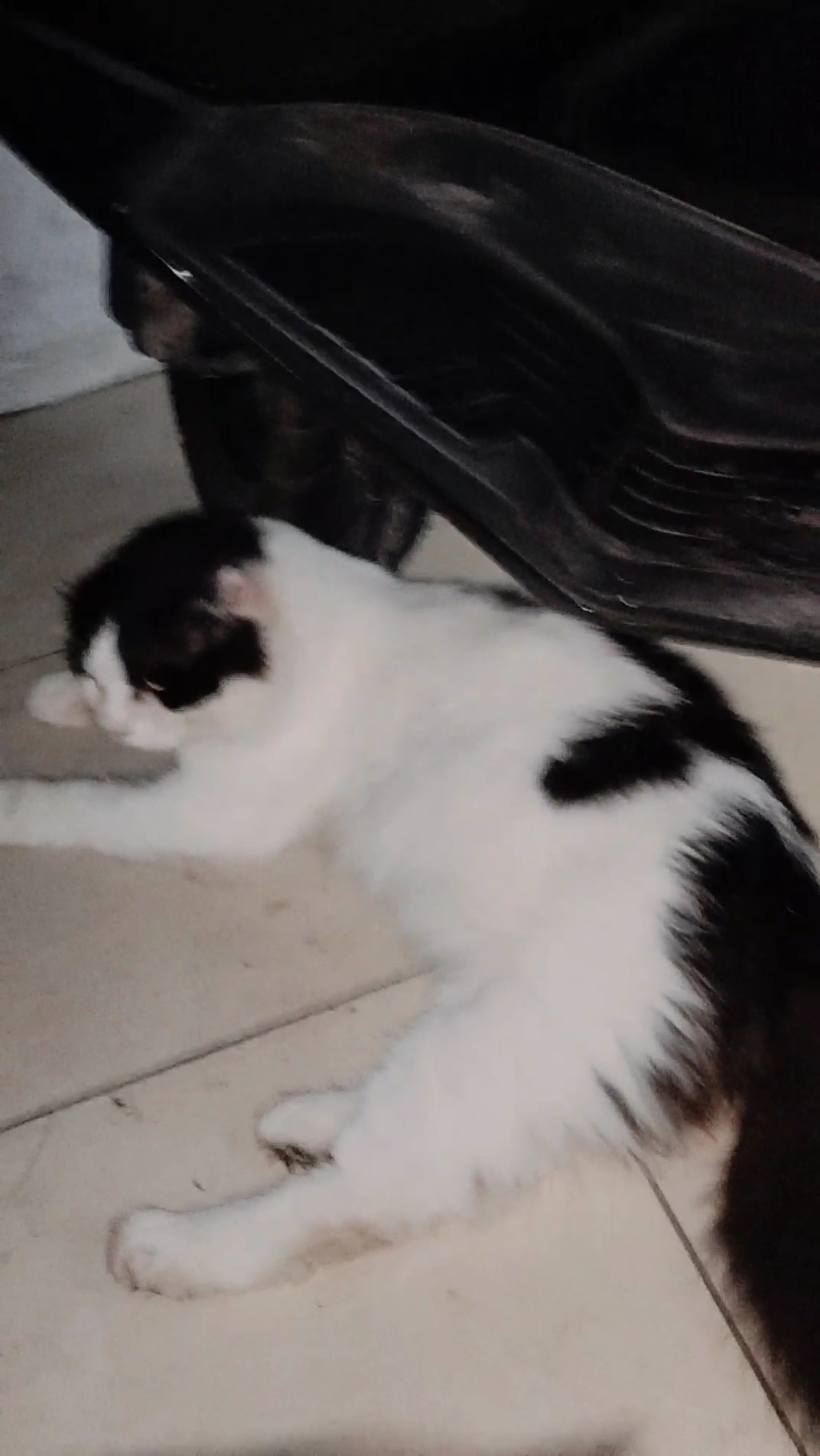 Foto laporan Kucing (HB2866)