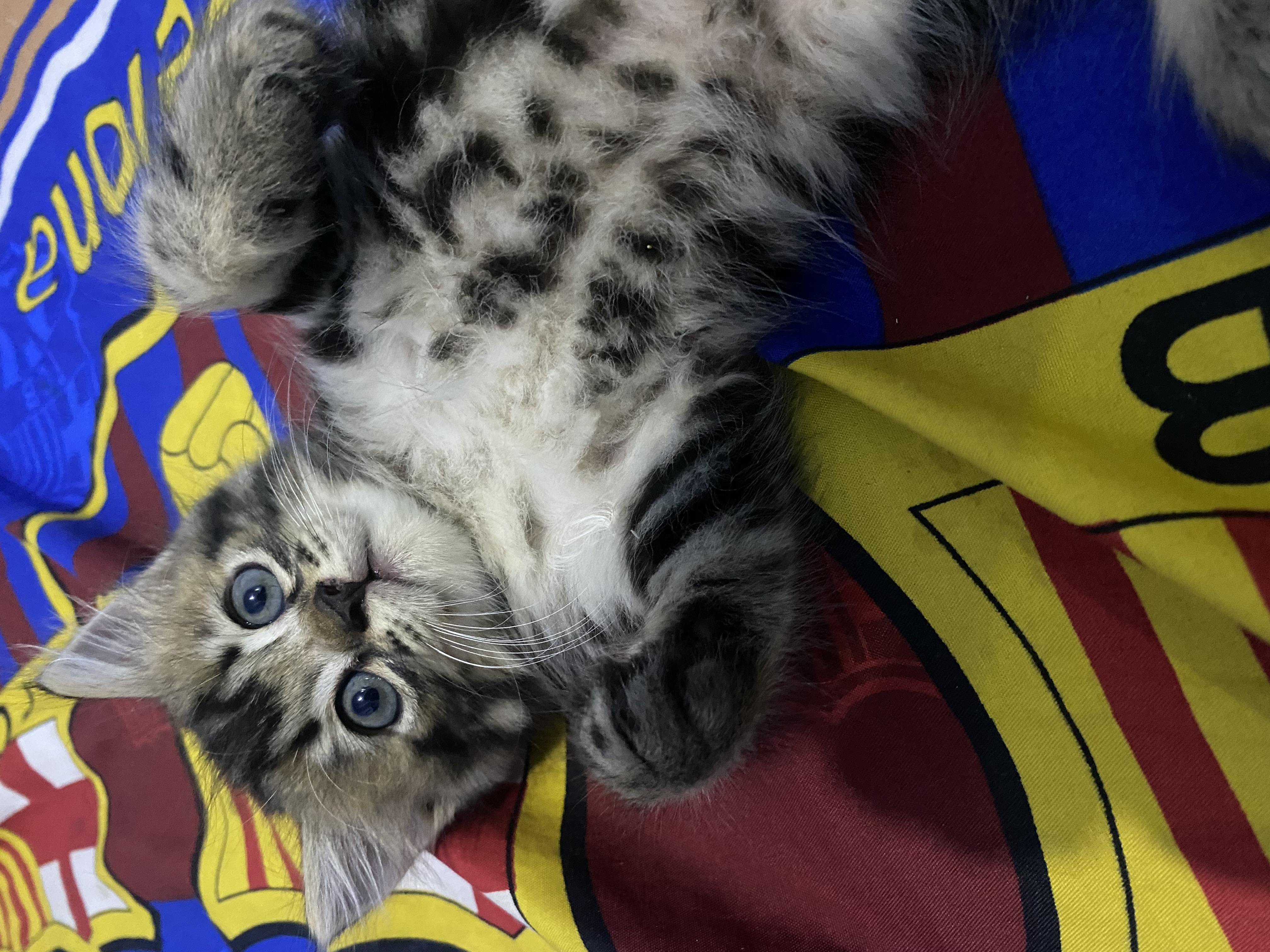 Foto laporan kucing persia (HB2876)