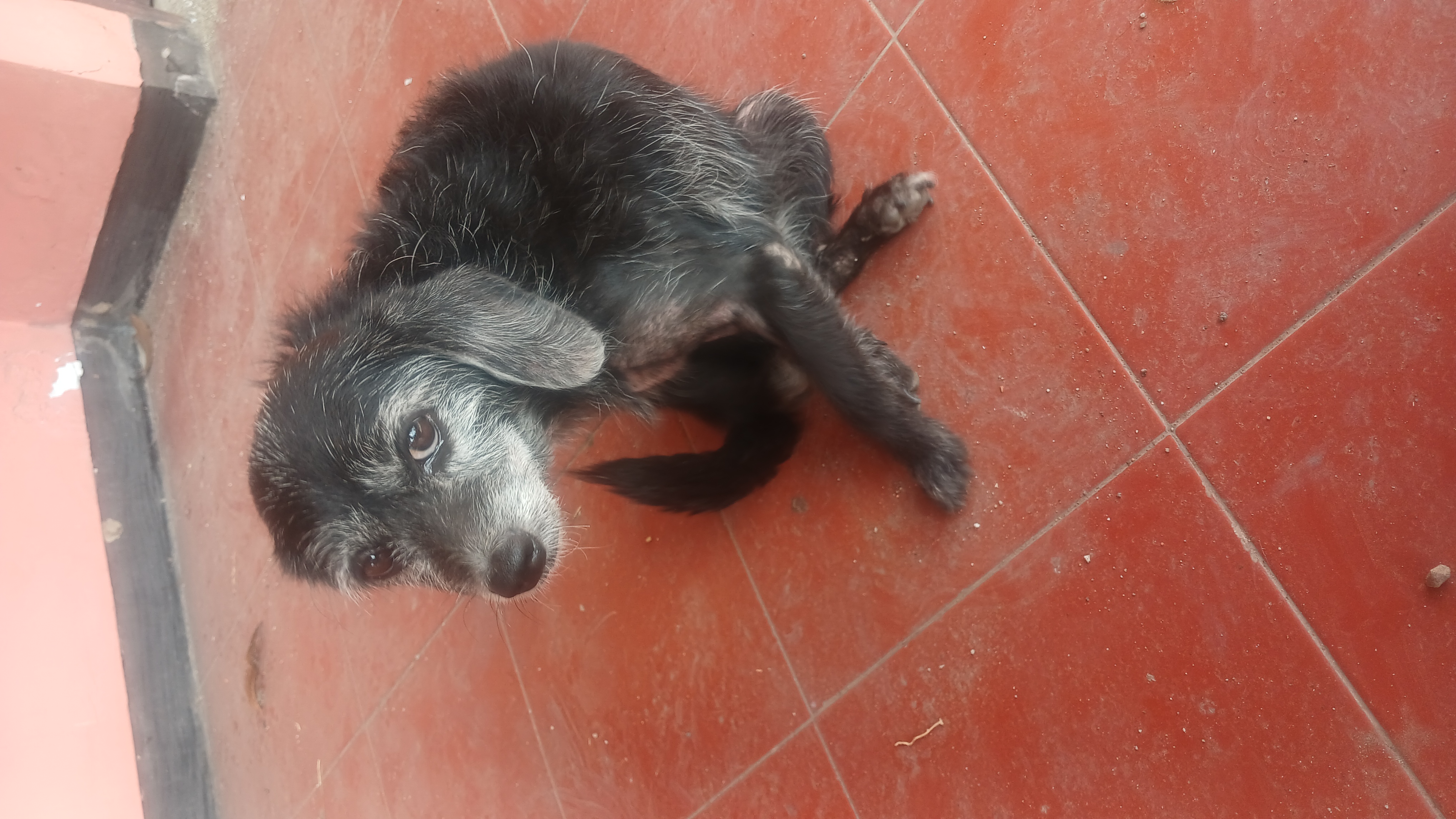 Foto laporan Anjing (HB2946)