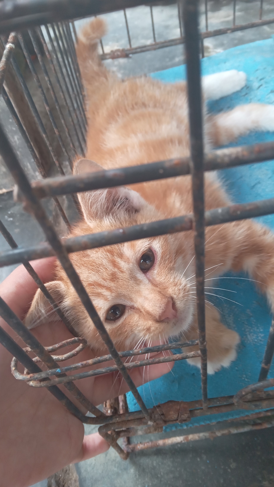 Foto laporan kucing (HB2958)