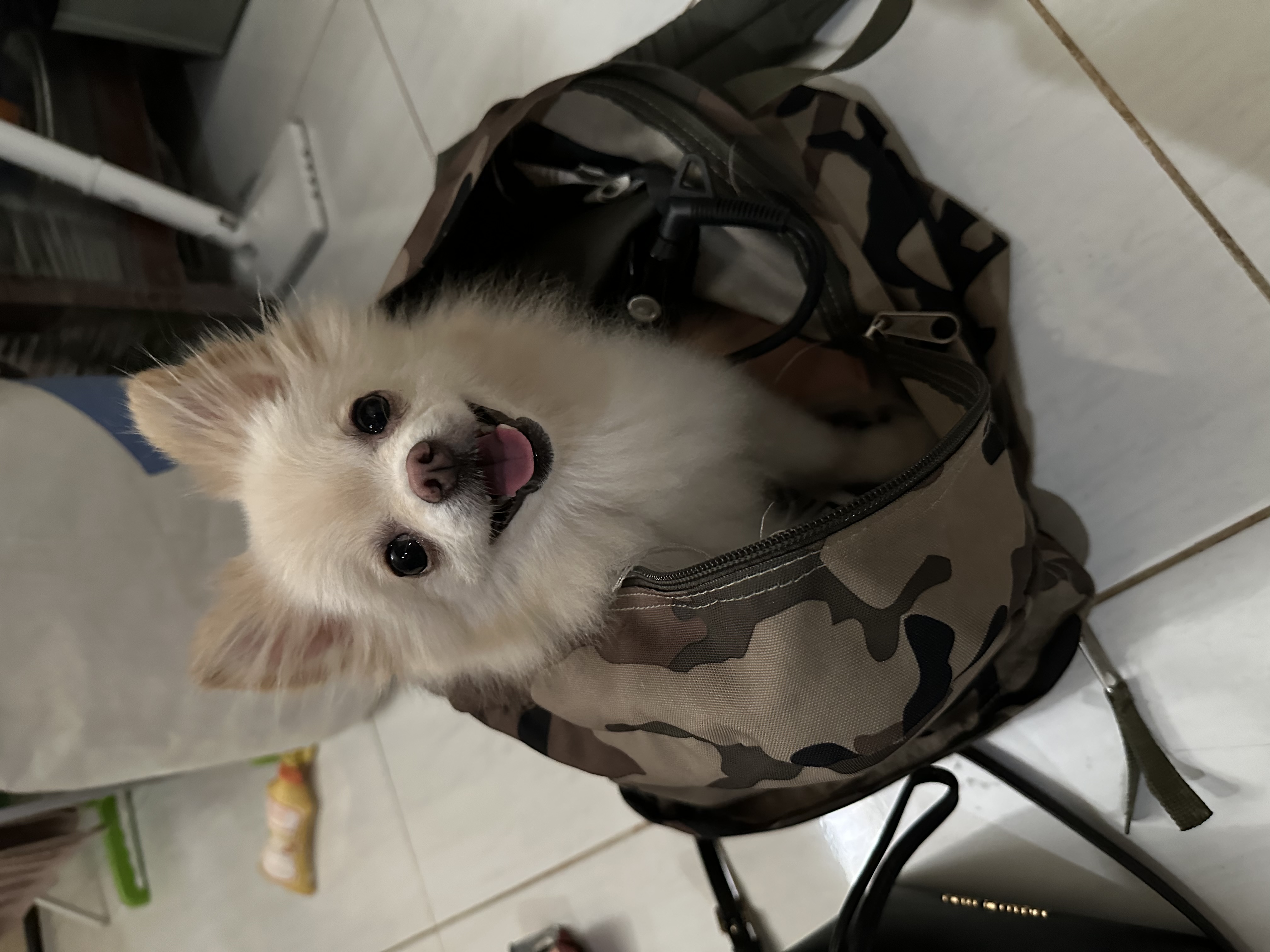 Foto laporan Anjing (HB3036)