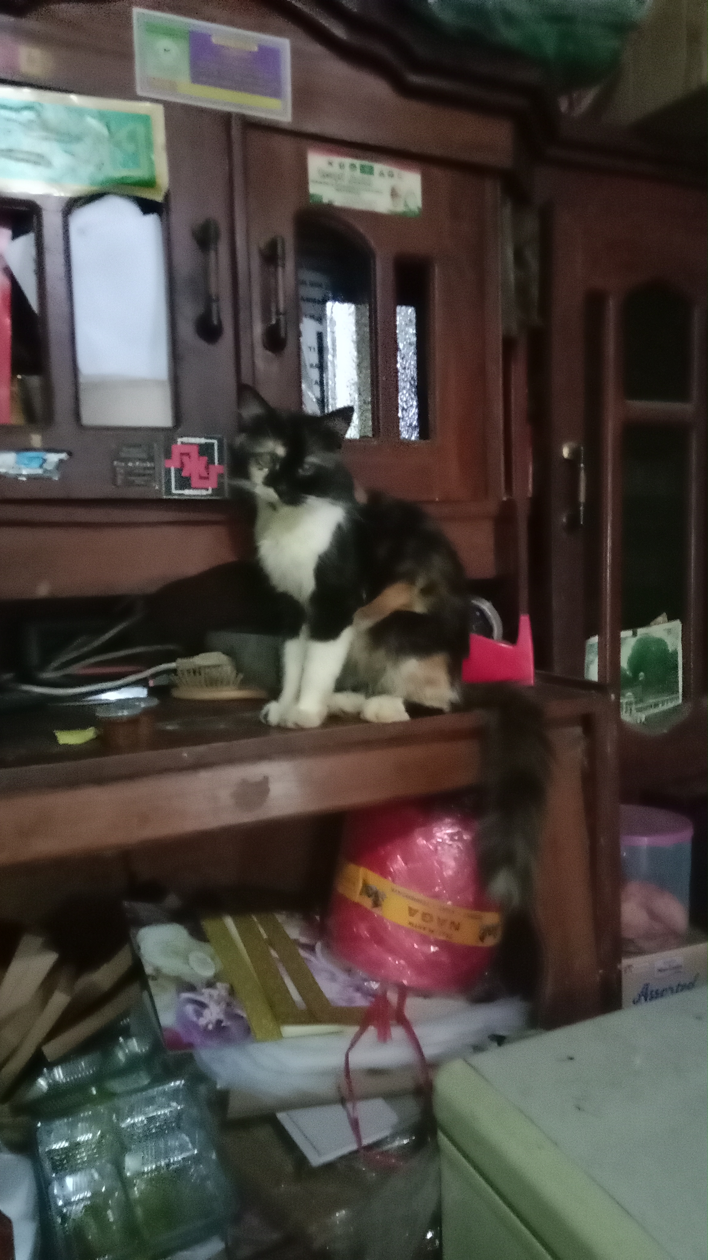 Foto laporan kucing (HB3215)