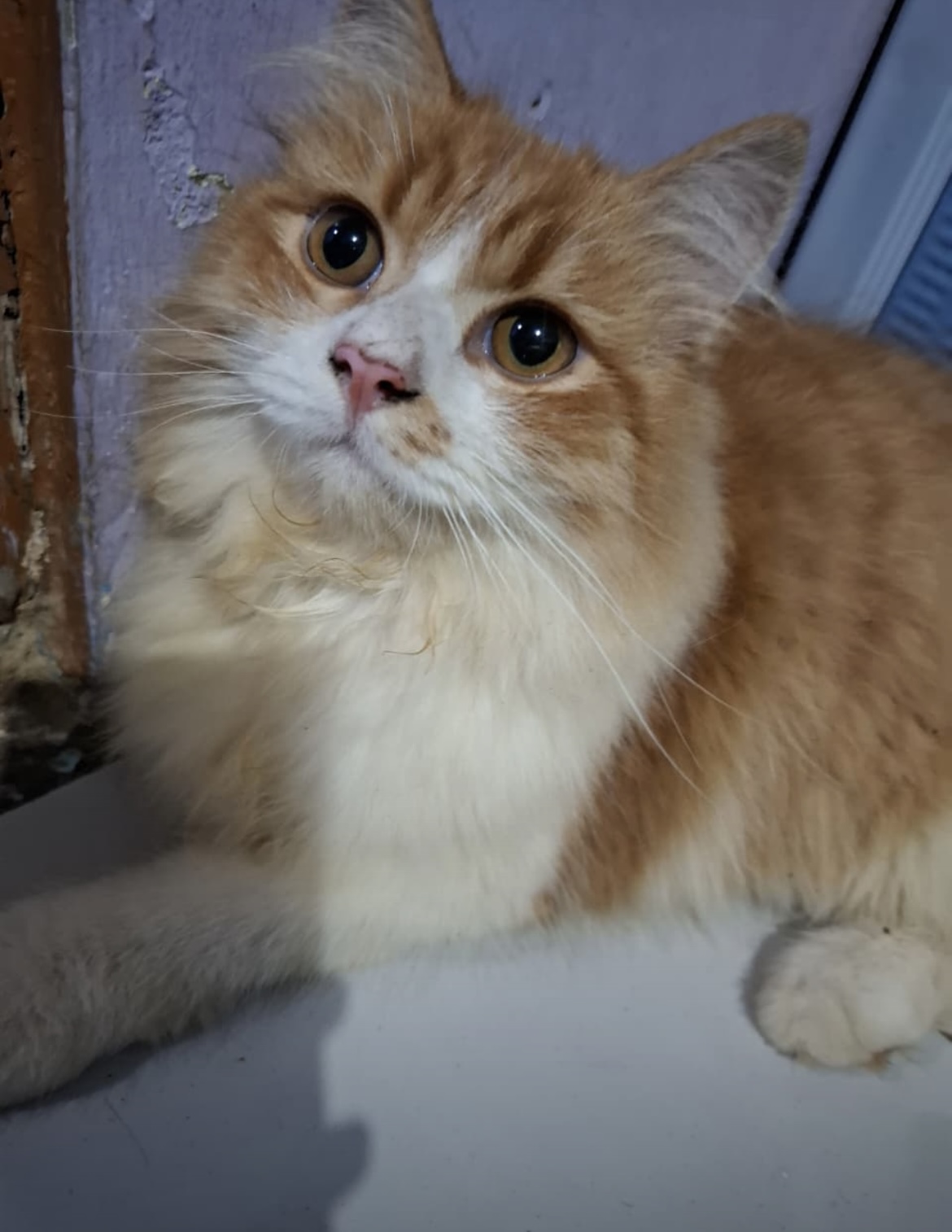 Foto laporan Kucing anggora oren bagi yg mengambil/melihat mohon dikembalikan karena itu hadiah dari pacar sy (HB3674)