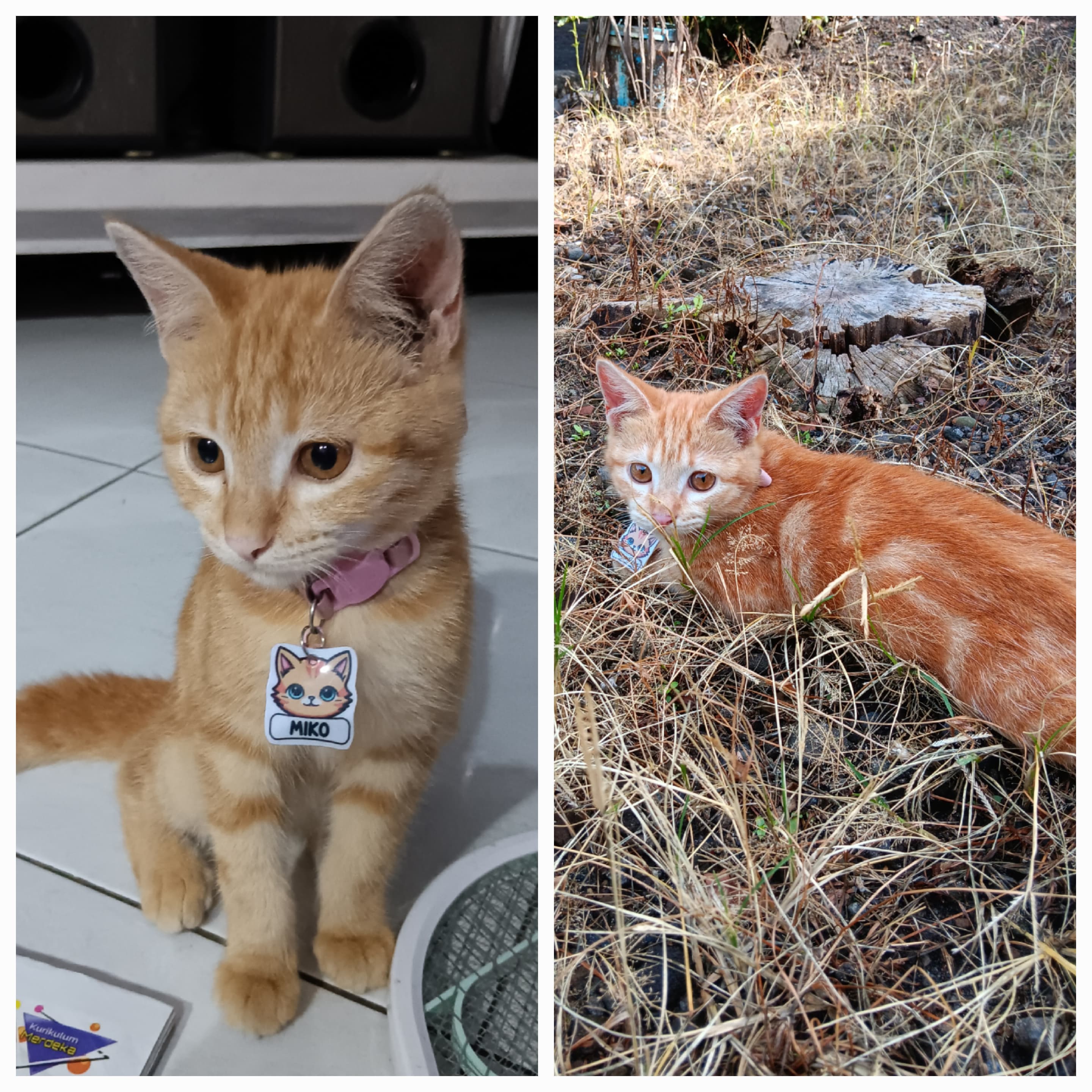 Foto laporan KUCING (HB3733)