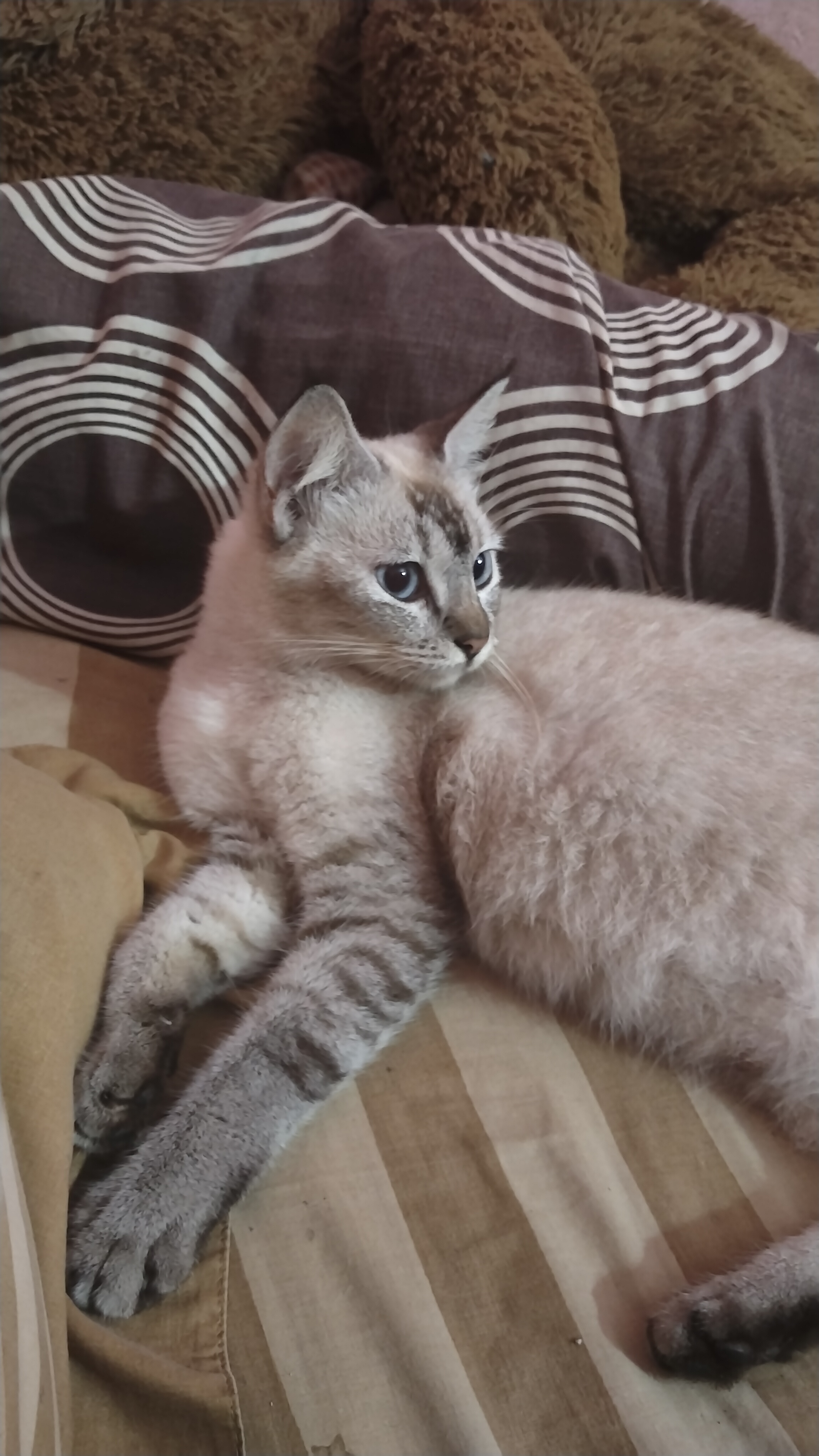 Foto laporan Kucing hilang (HB3759)