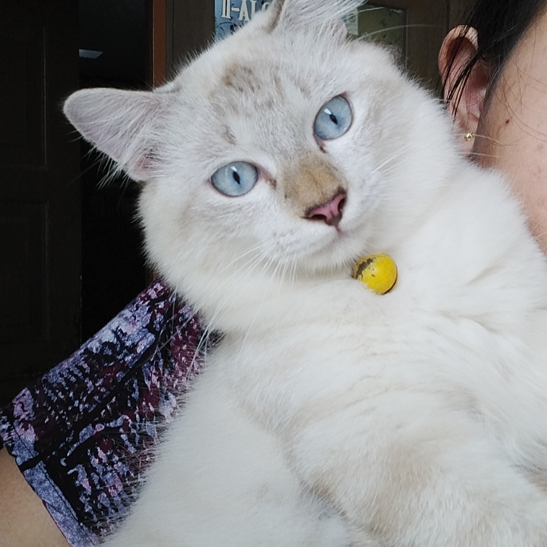 Foto laporan KUCING (HB3936)