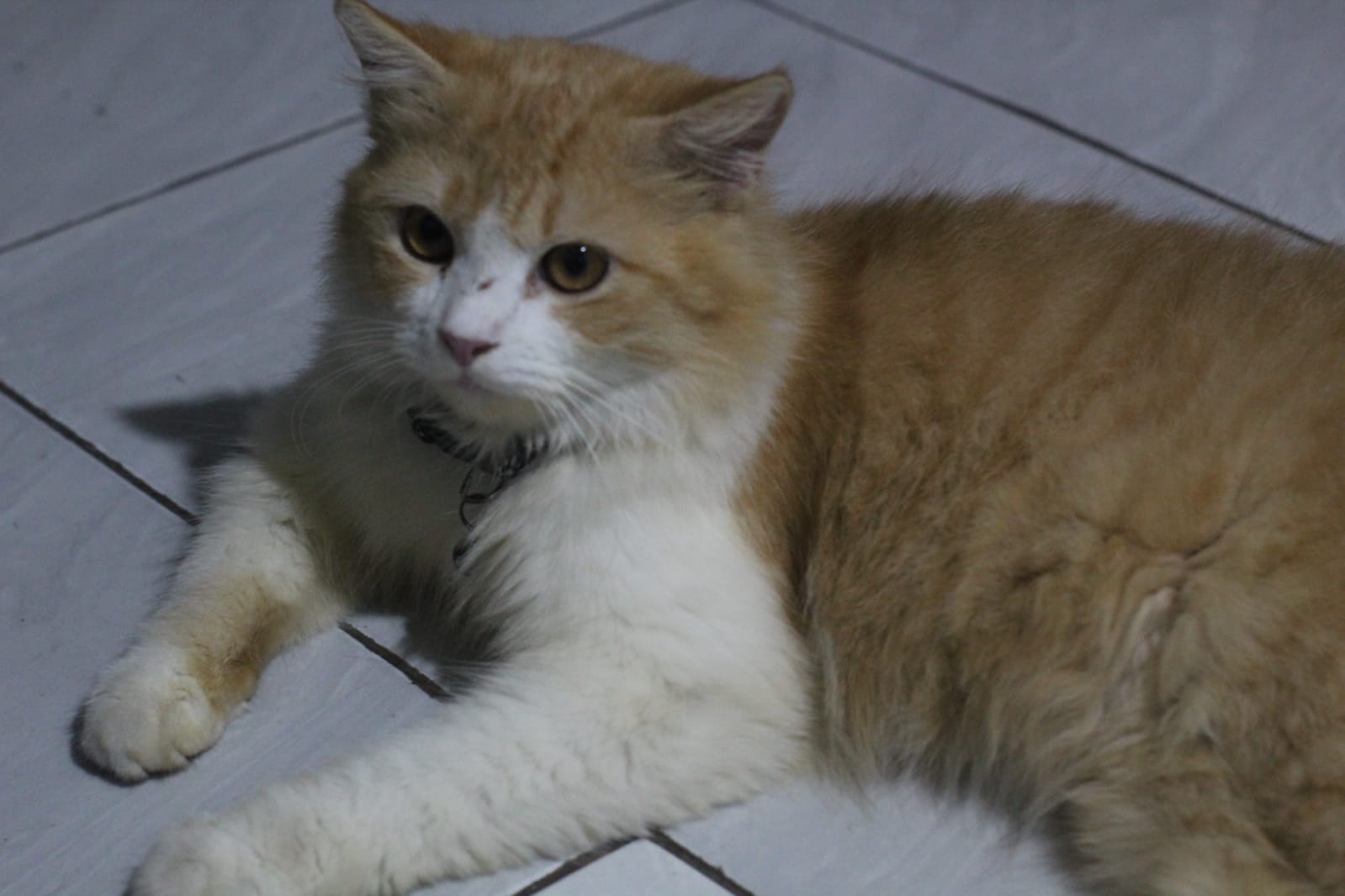 Foto laporan Kucing (HB4170)